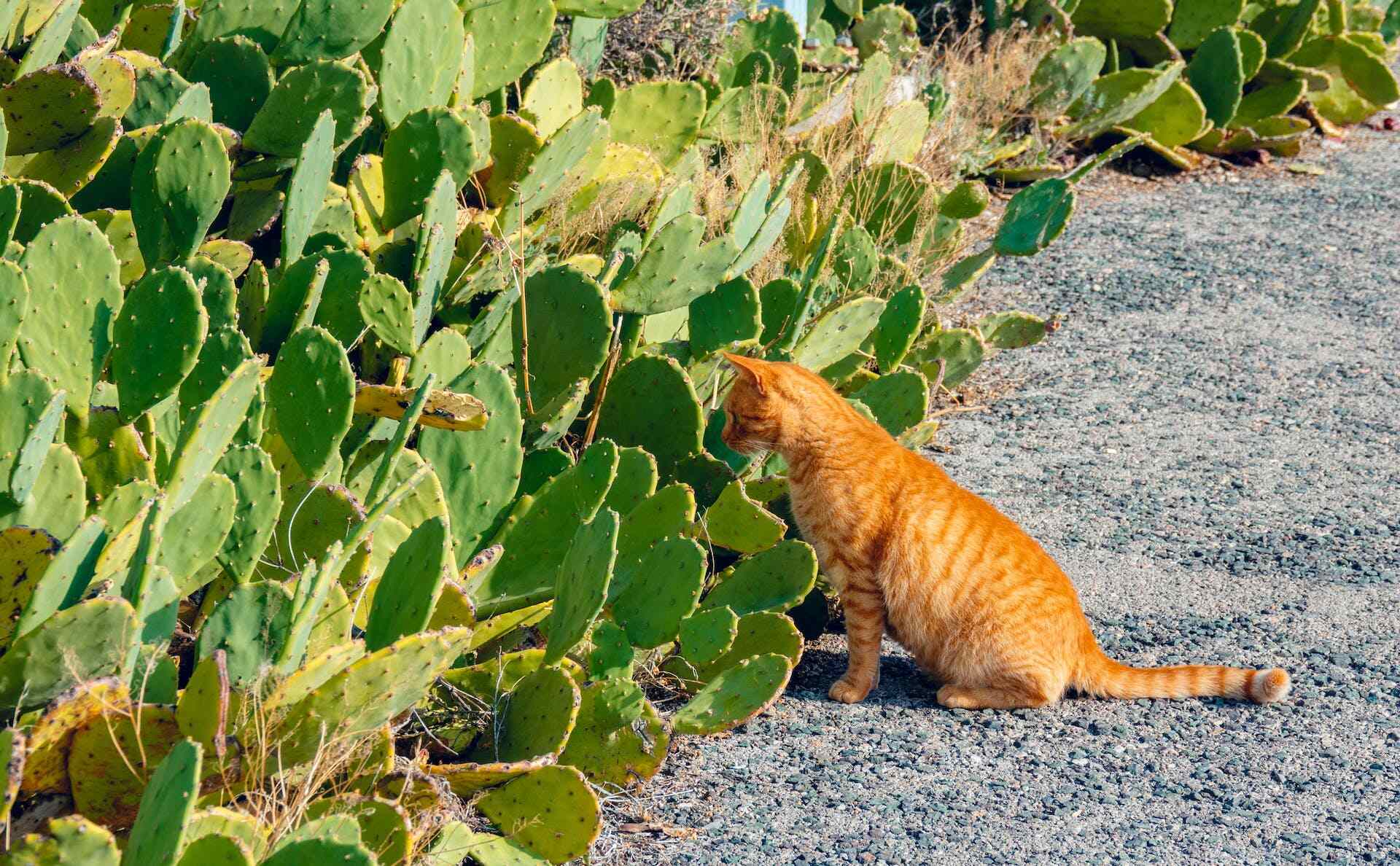 An outdoor cat sniffing at a cactus plant 