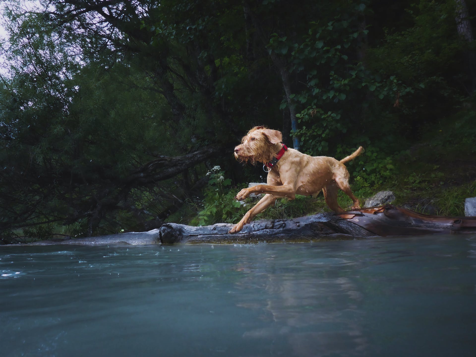 A dog running into an open pool of water in a forest