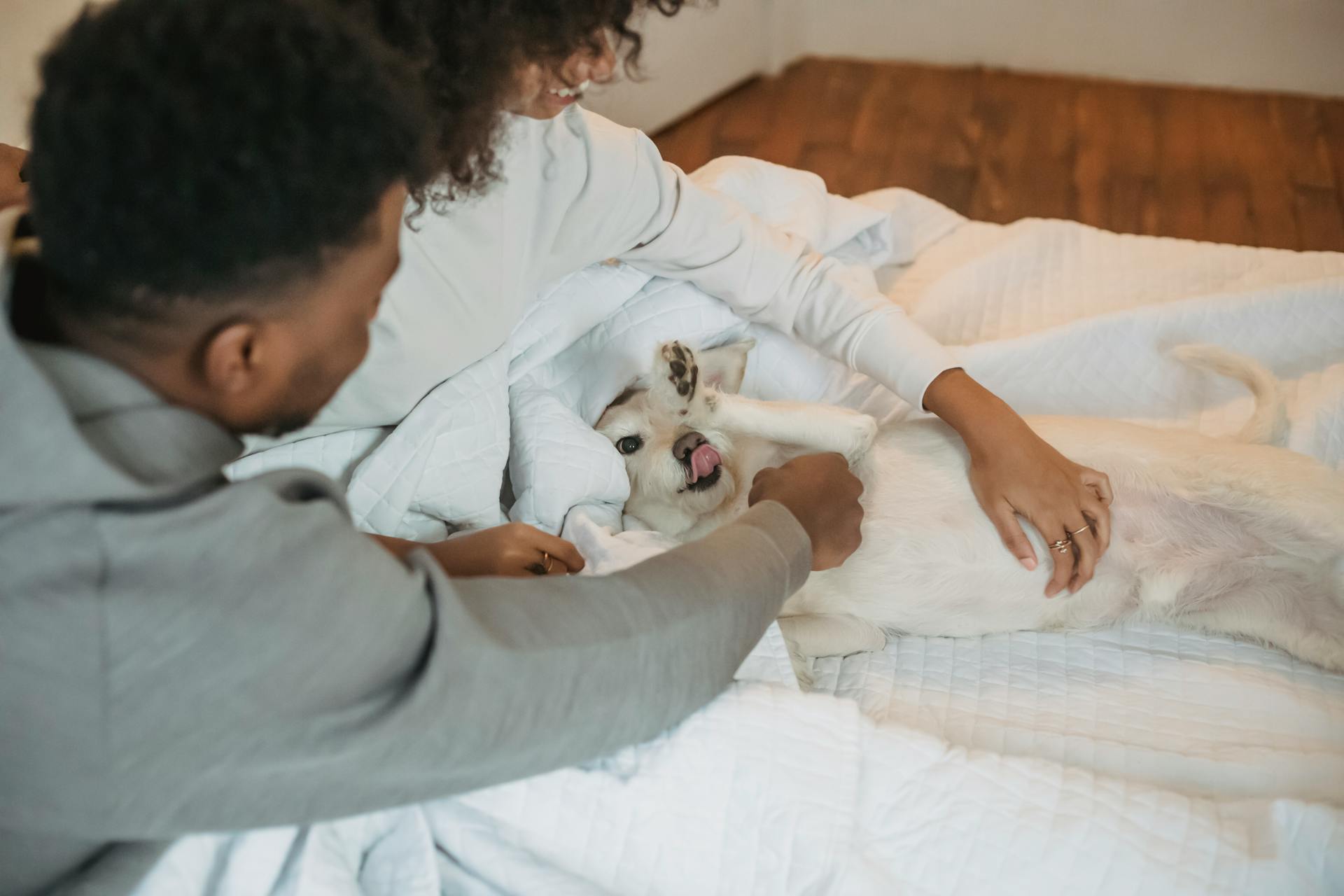 A couple playing with a dog in bed