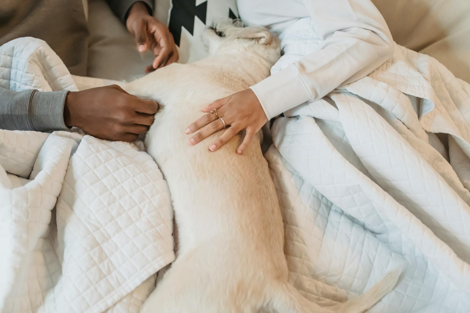 A couple sleeping in bed with a white dog