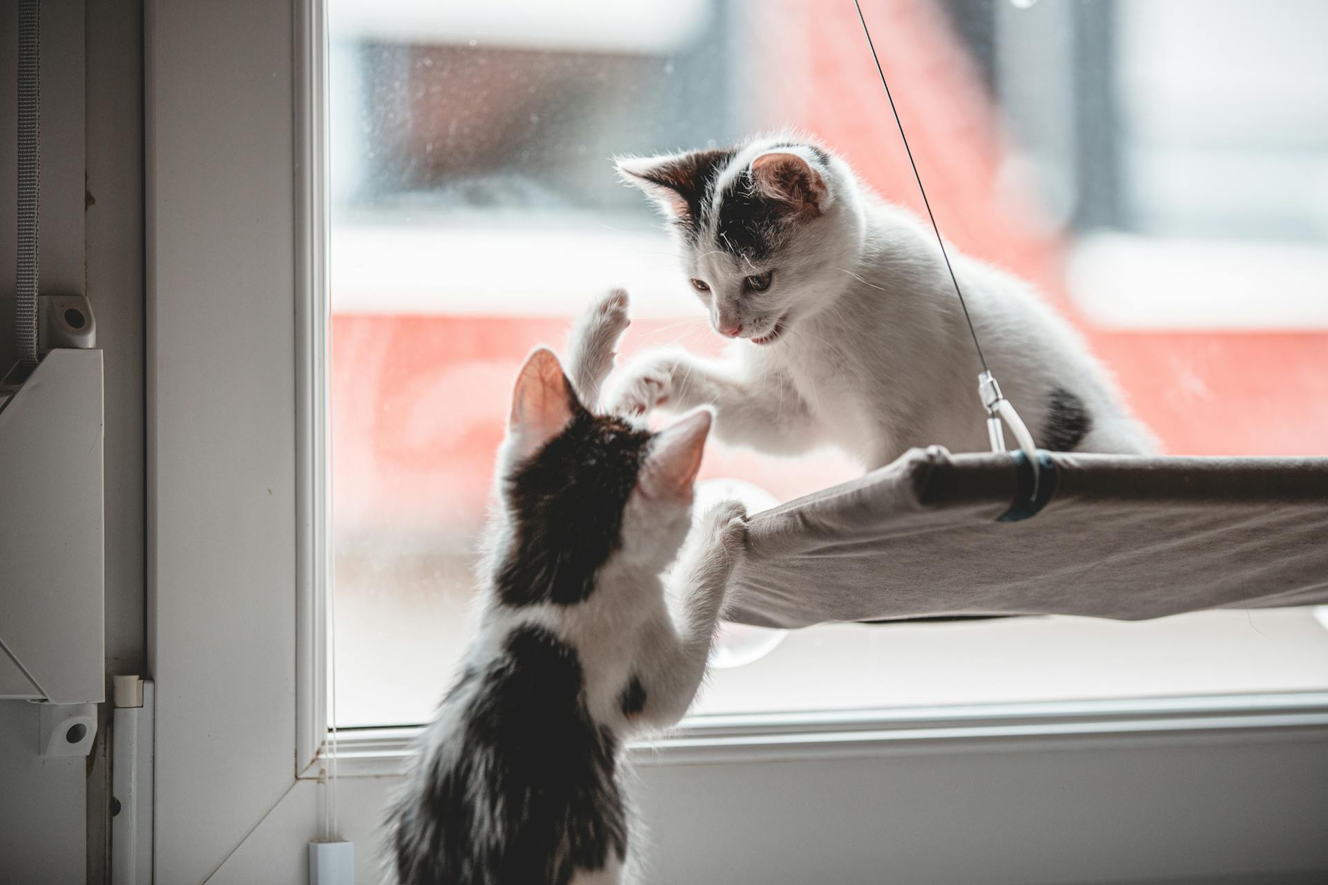 Two kittens playing by a perch next to a window