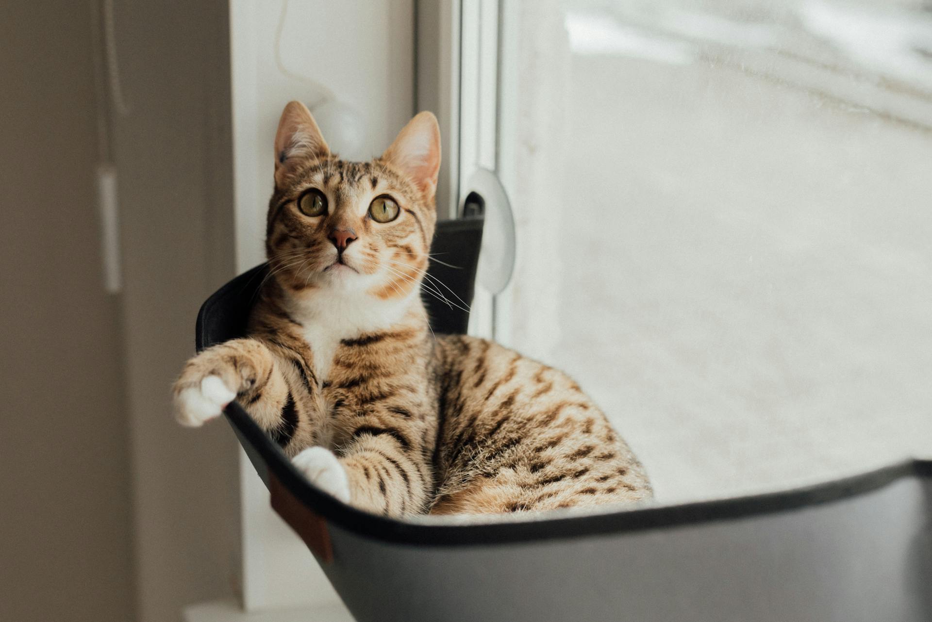 A cat sitting in a perch by a window