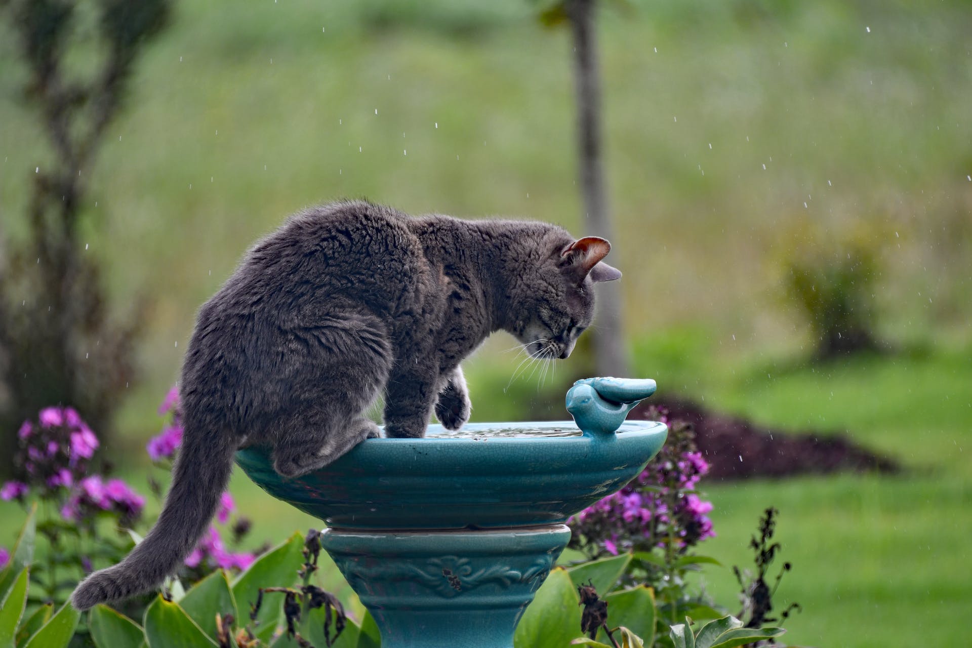 A cat perching on a bird bath in a garden