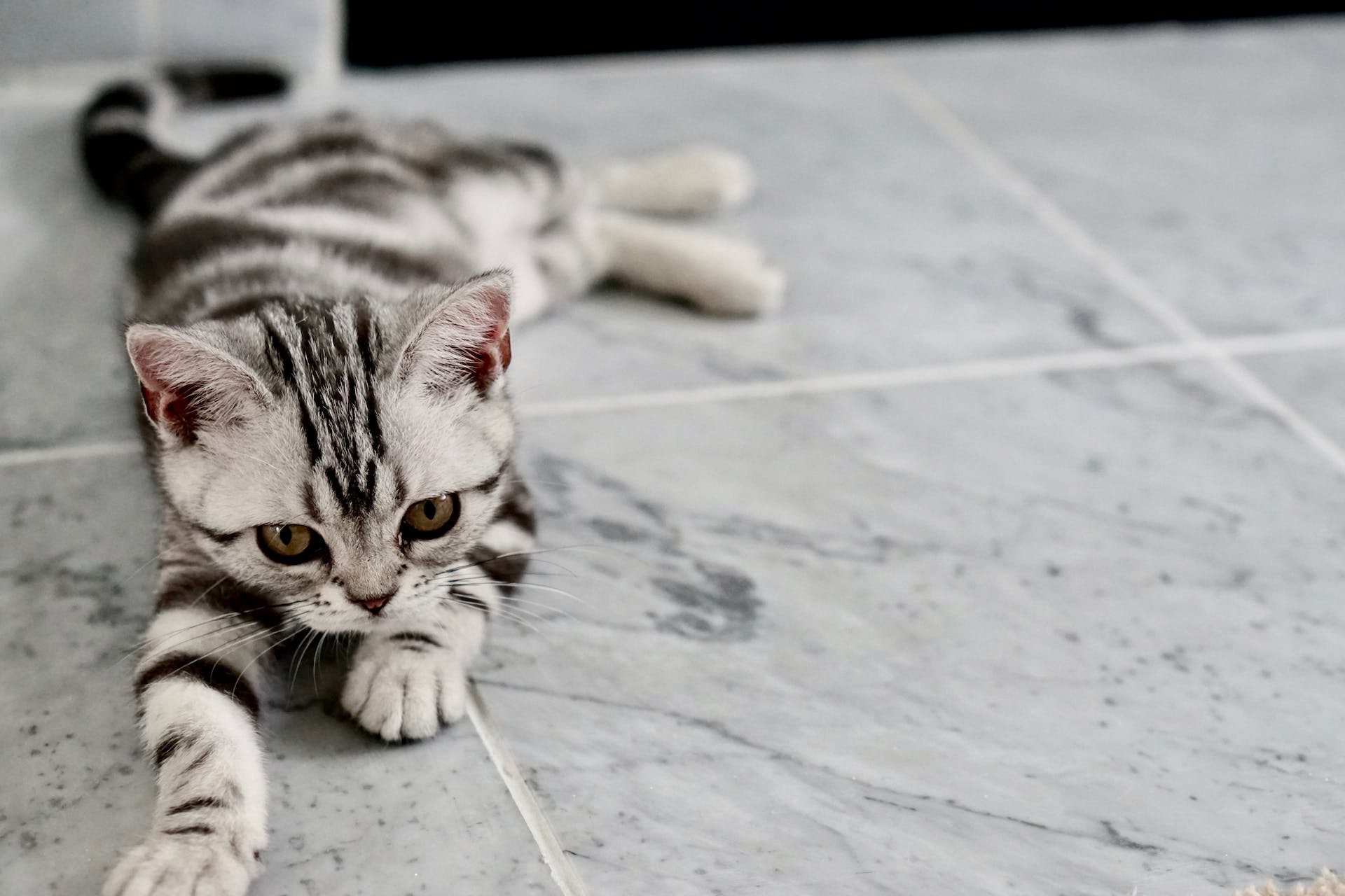 An American Shorthair kitten lying on a grey marble floor