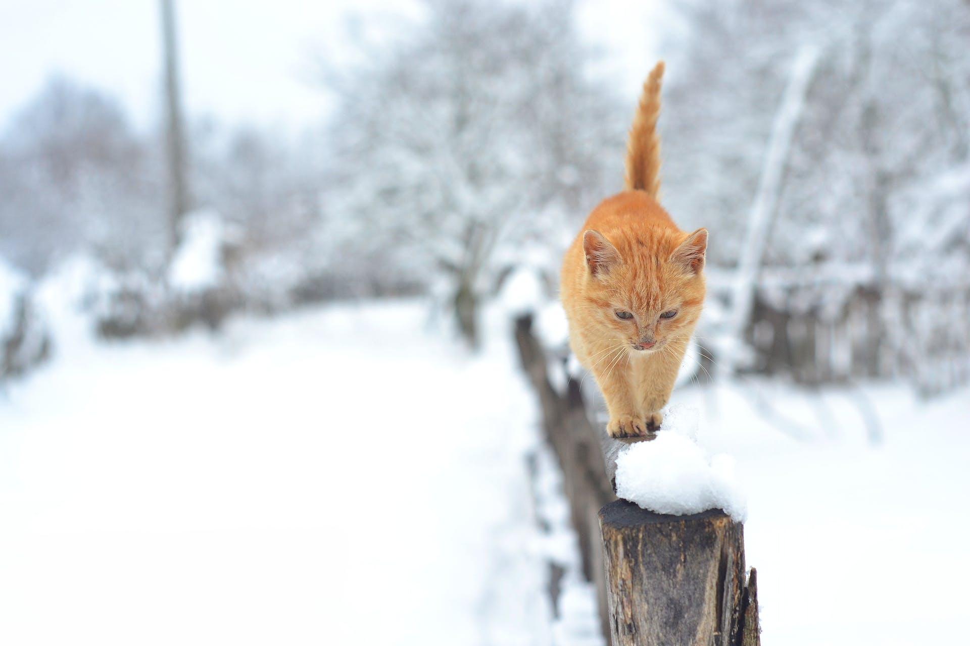 An outdoor cat walking along a snowy fence