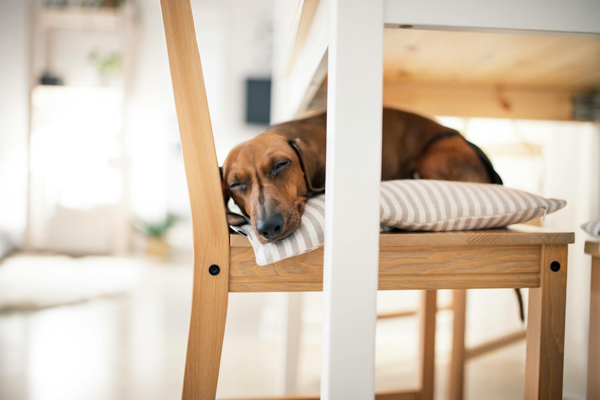 A Dachshund sleeping on a chair