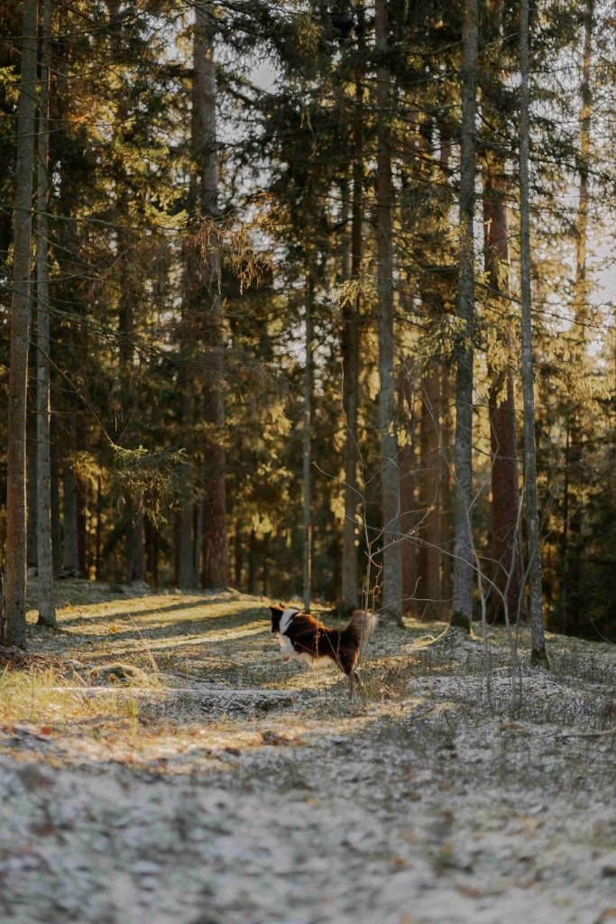 A dog running away into the woods