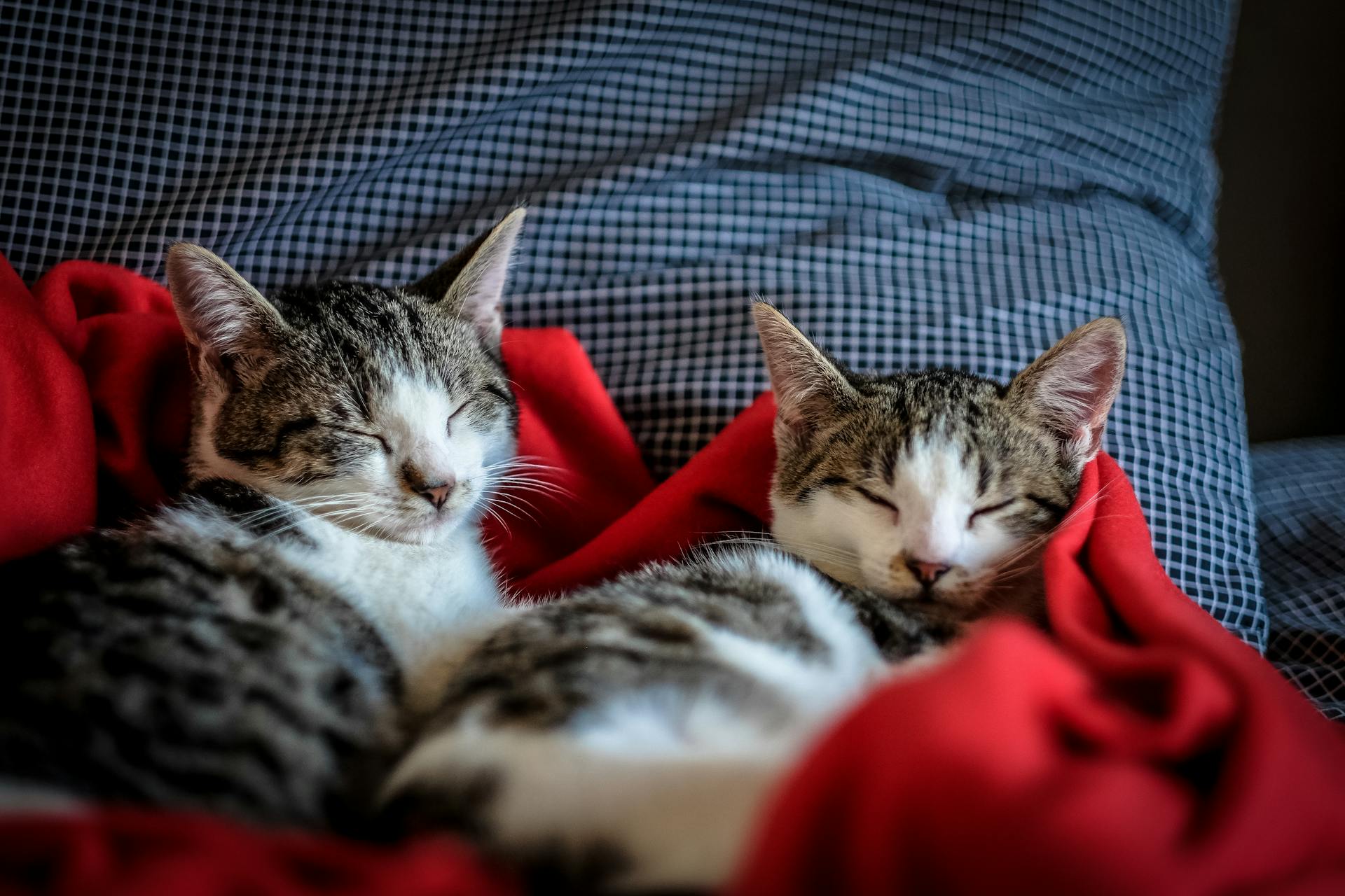 Two cats sleeping on a red blanket