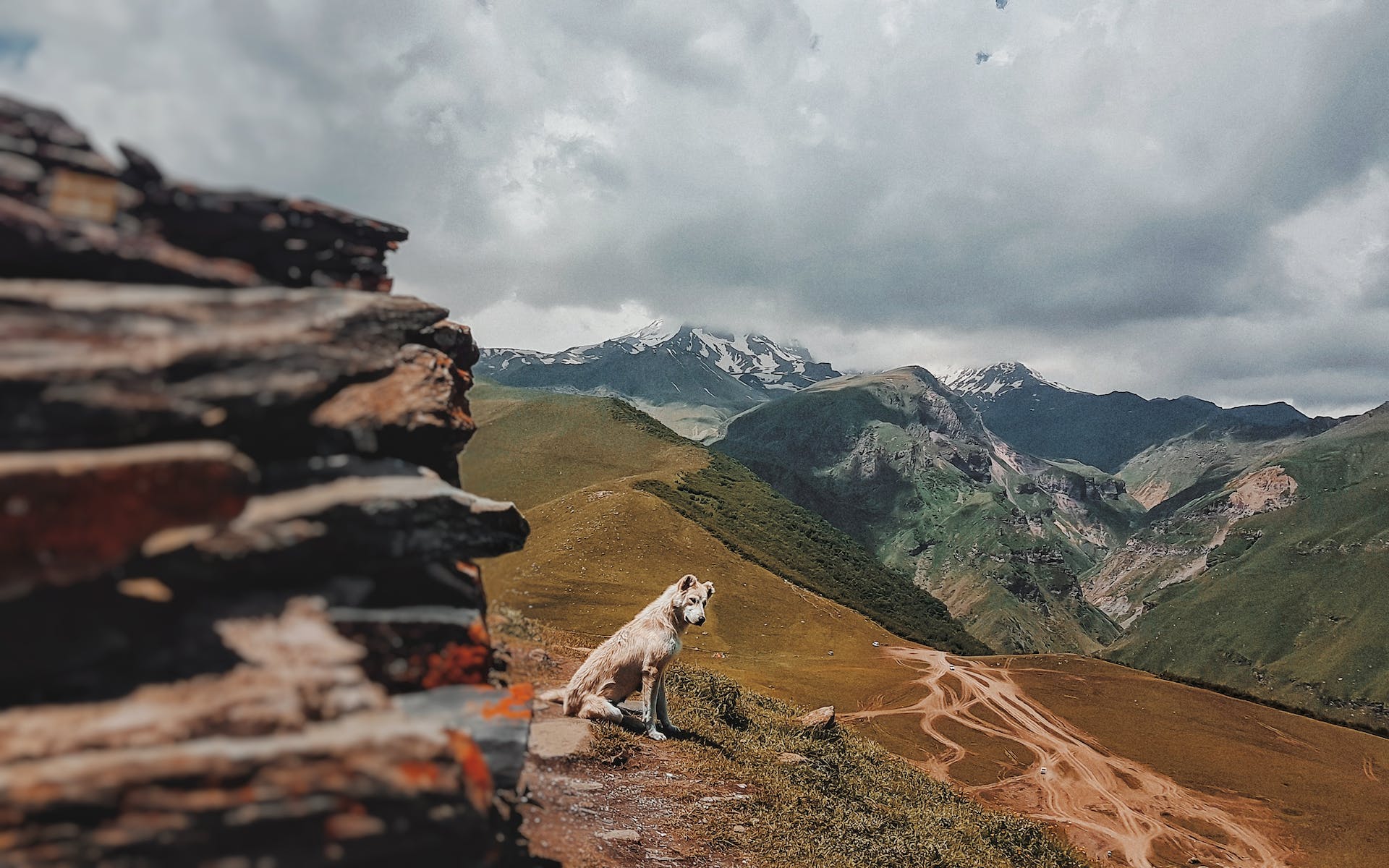 A senior dog sitting on a mountainside