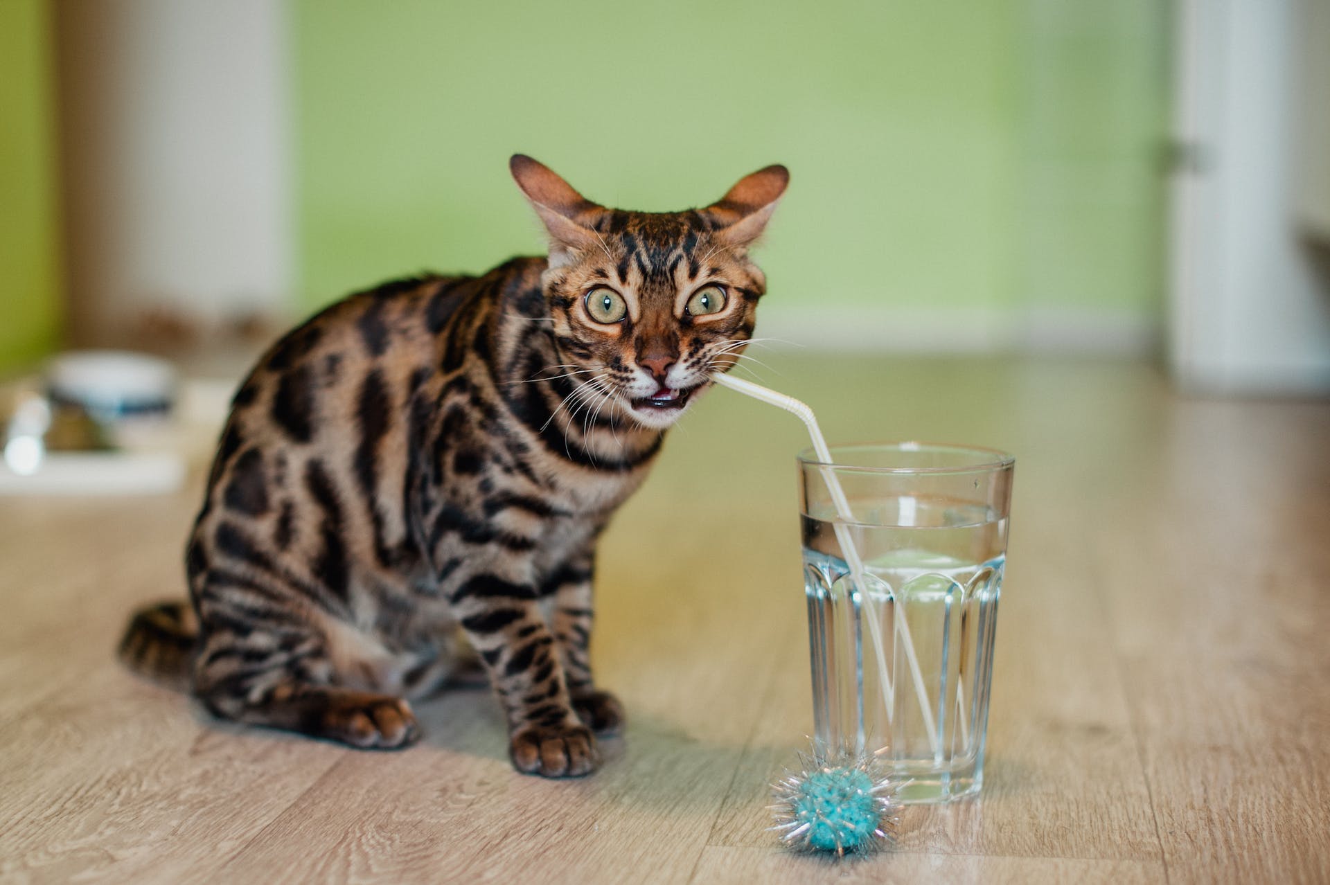 A Bengal cat drinking water out of a glass with a straw