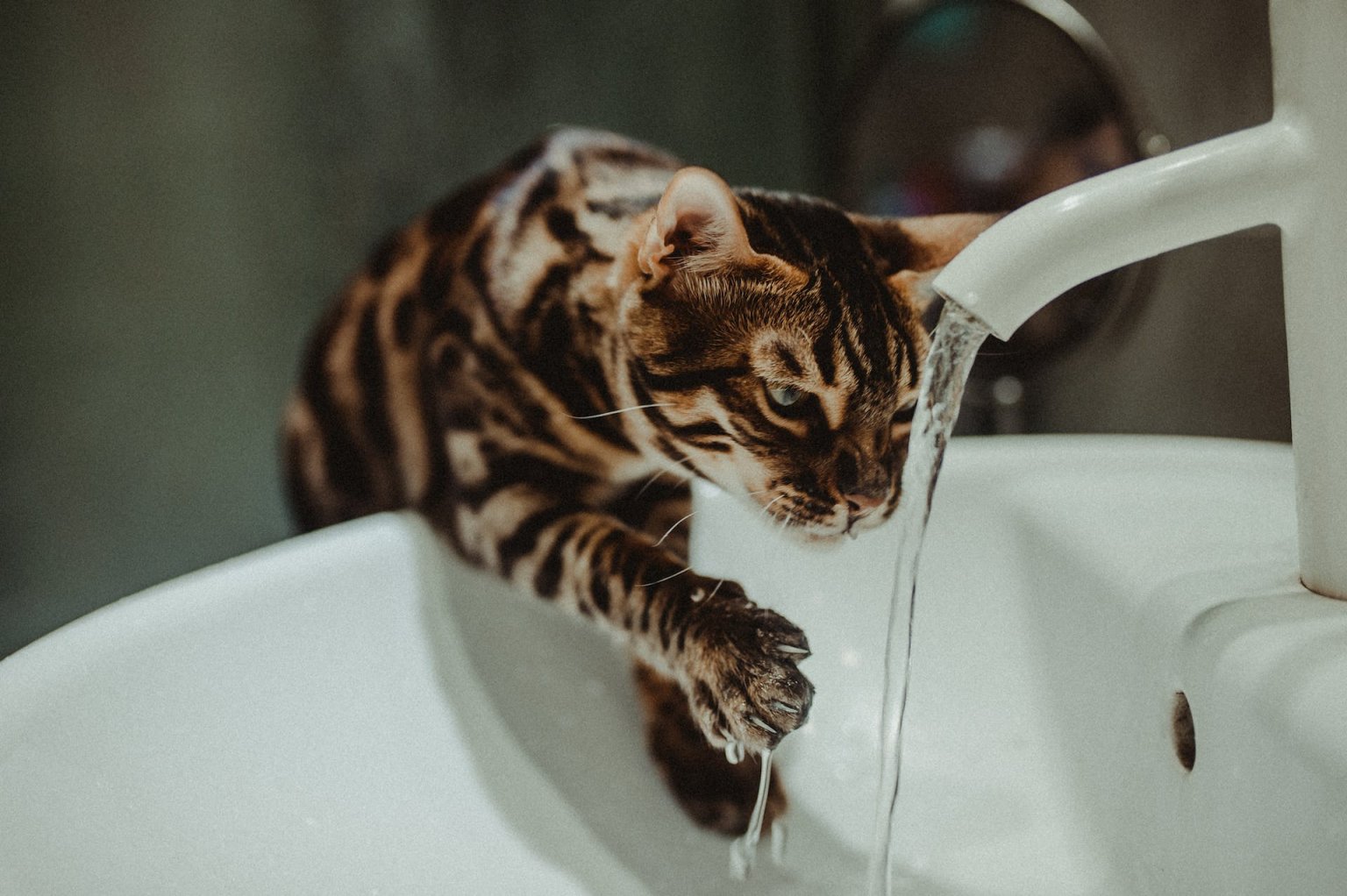 Cat Not Drinking Water? Here's What To Do Tractive