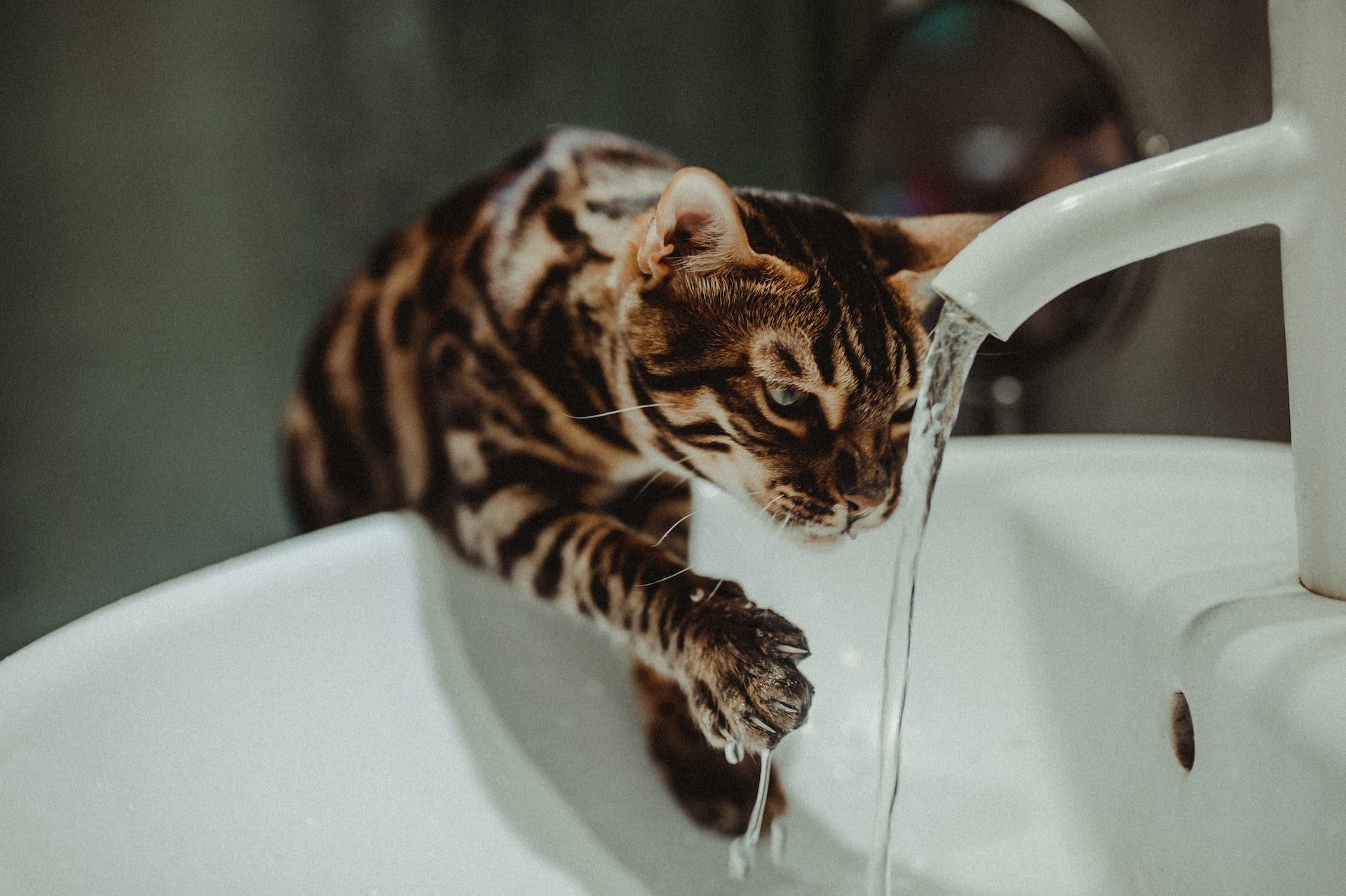 A Bengal cat dipping their paws into a stream of water from a bathroom sink
