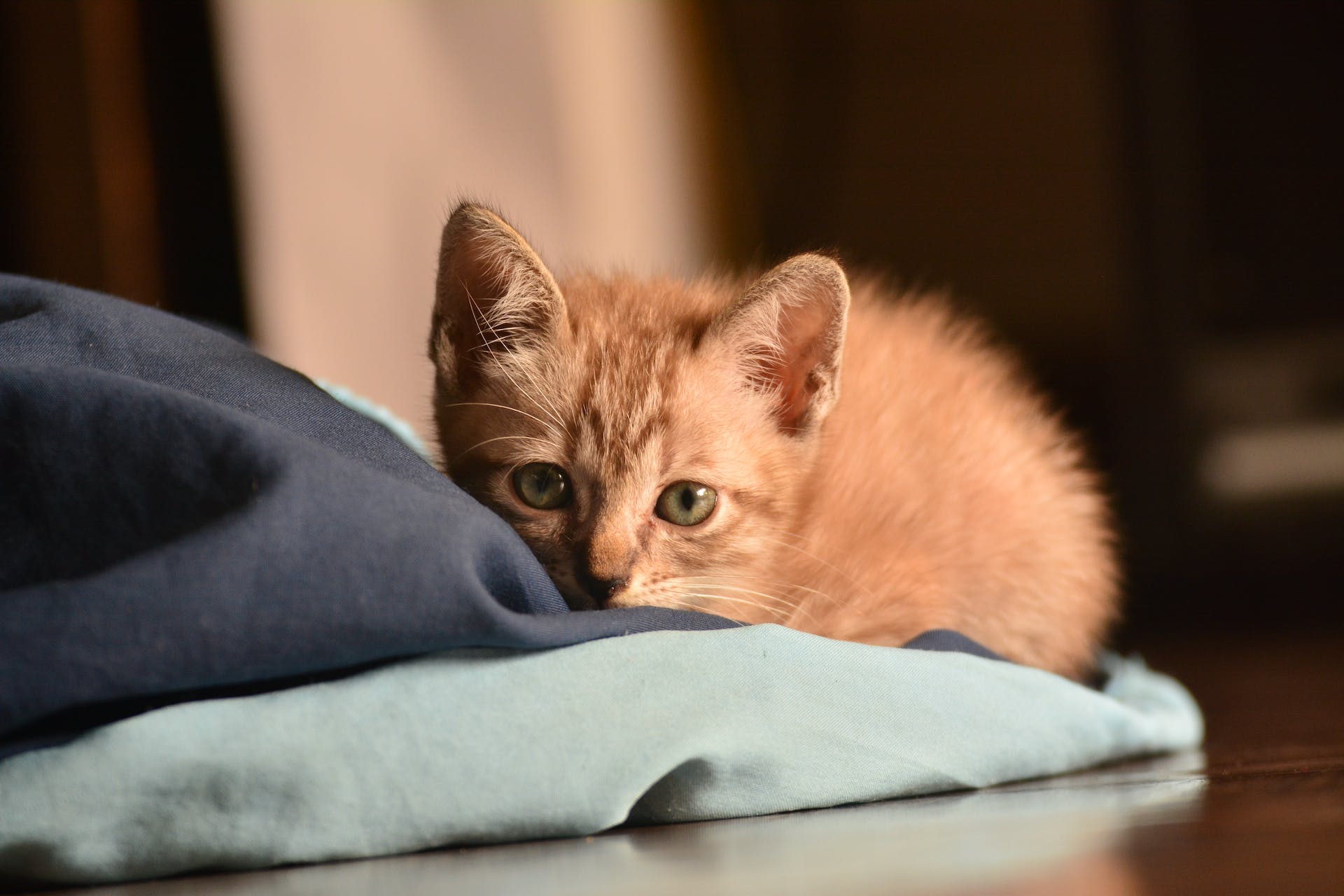 A small kitten huddling into a blanket