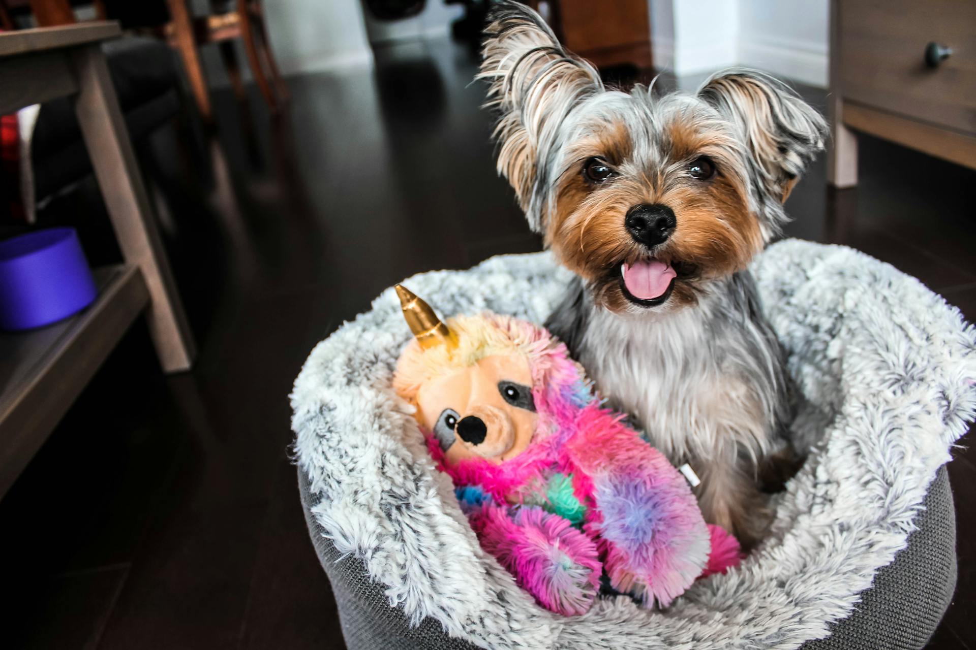 A Yorkshire Terrier sitting inside a dog bed with a toy