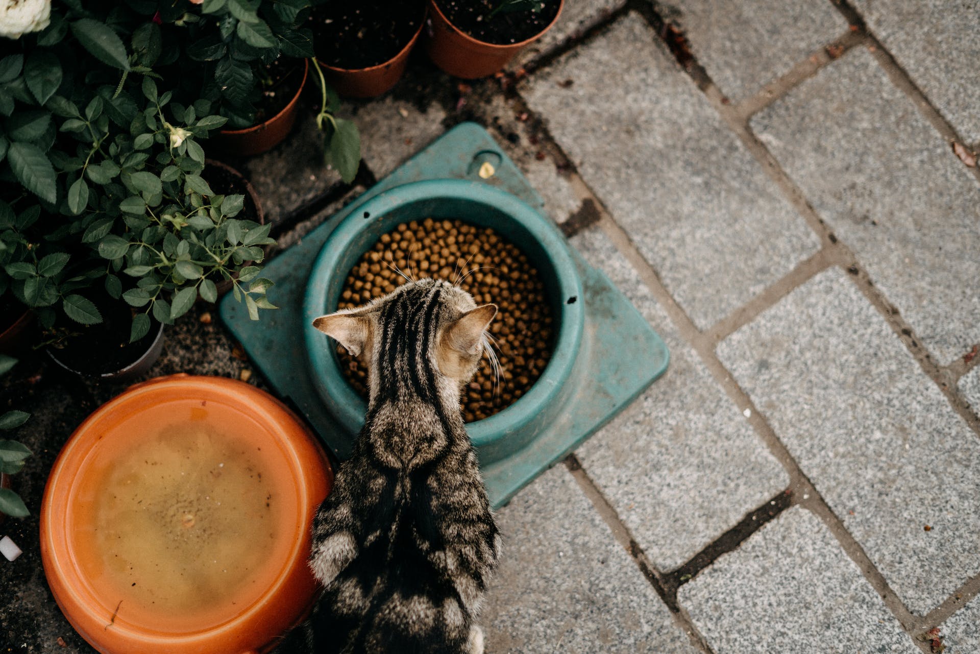 A cat eating dry food in a green bowl outdoors