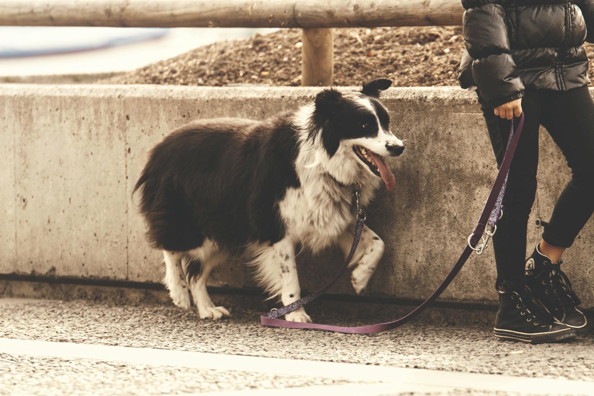 A woman walking a black and white dog by the street
