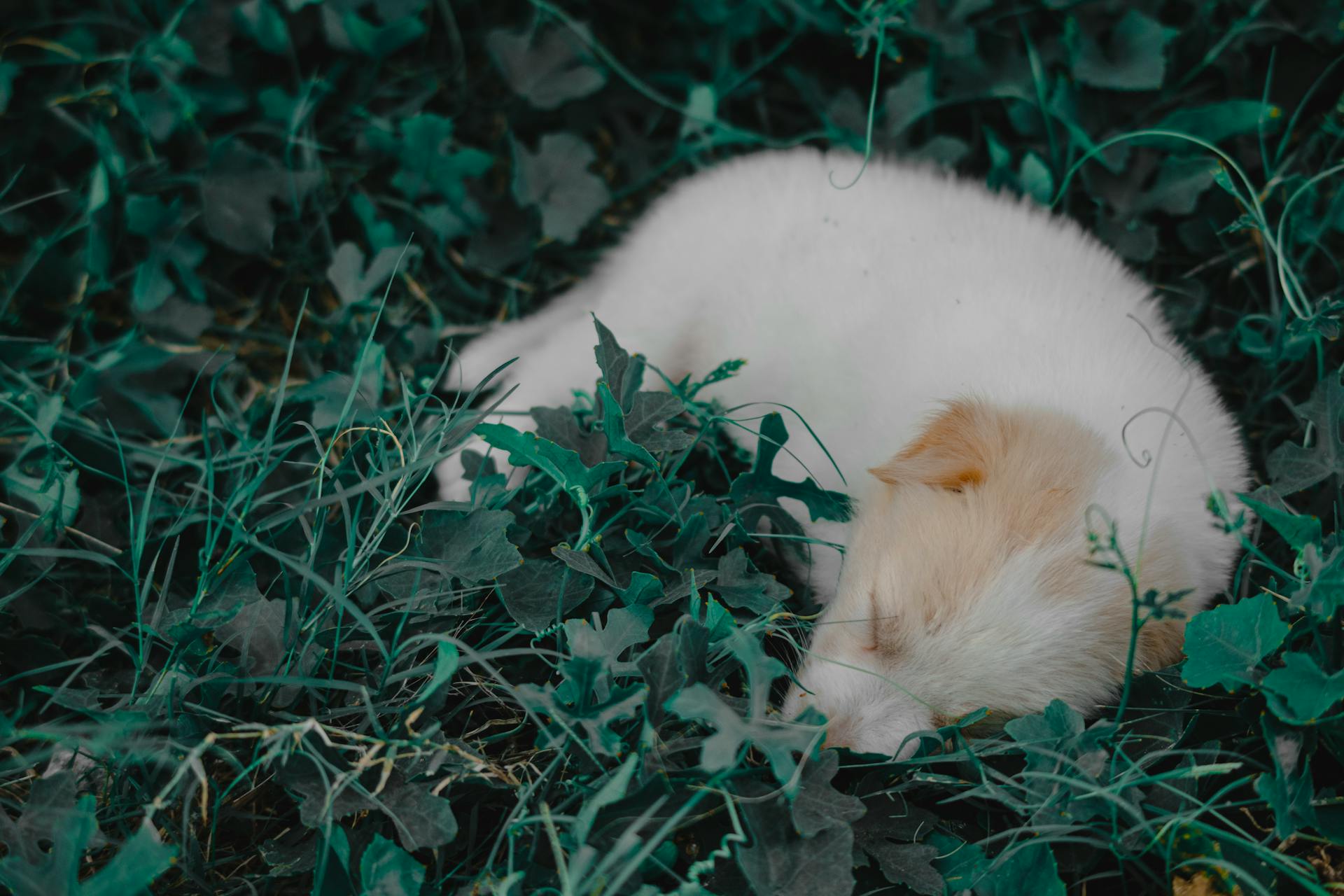 A white puppy sleeping curled up in a garden