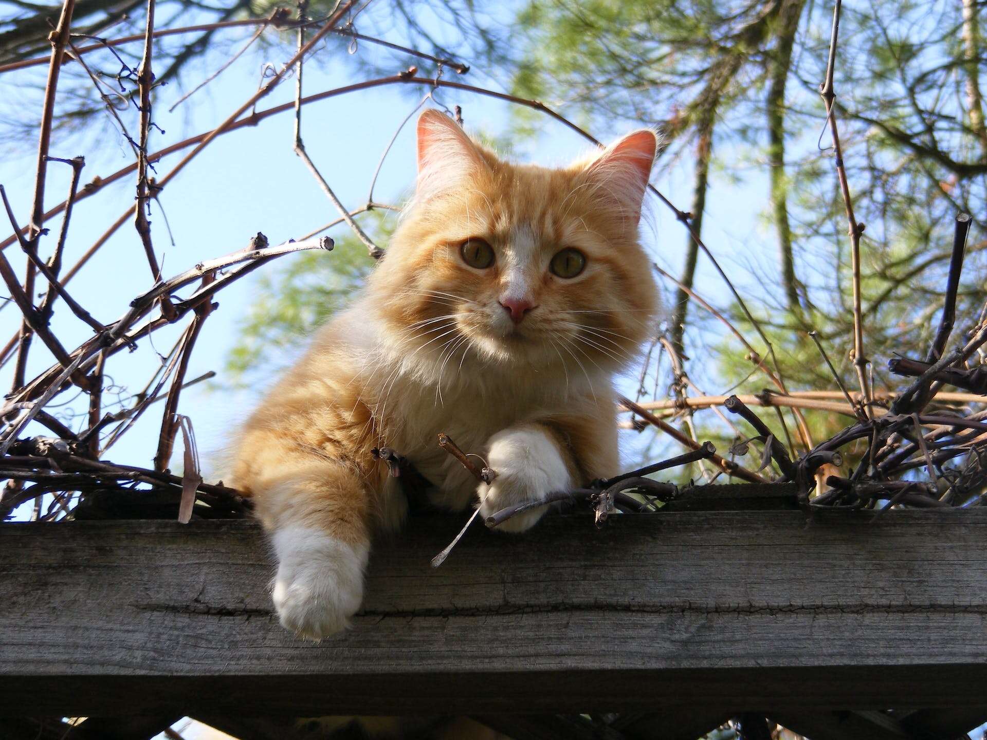 A cat peeking over a wooden enclosure fence