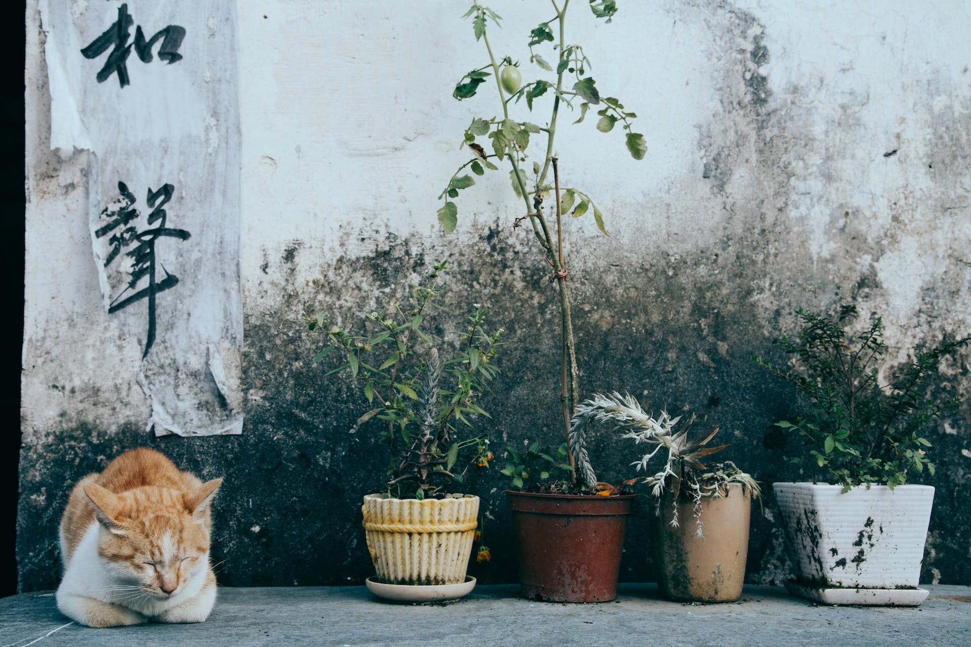 A senior cat sitting outdoors next to potted plants