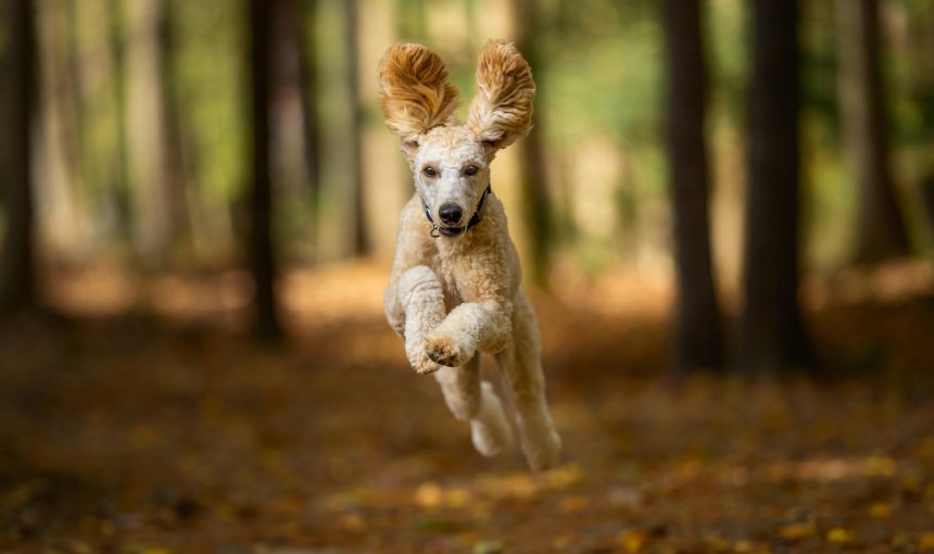 A dog running through a forest
