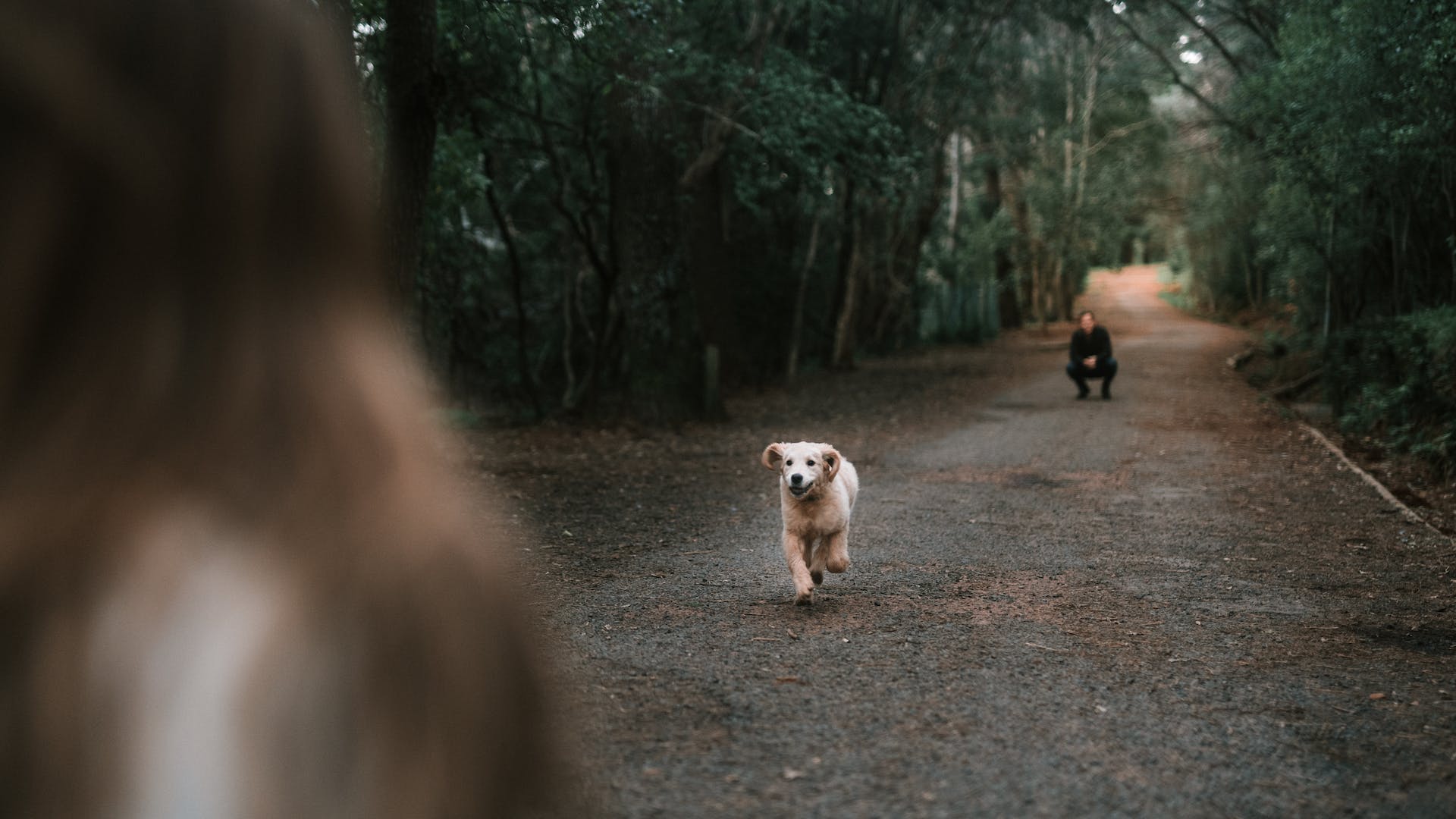 A dog running between two people in a forested area