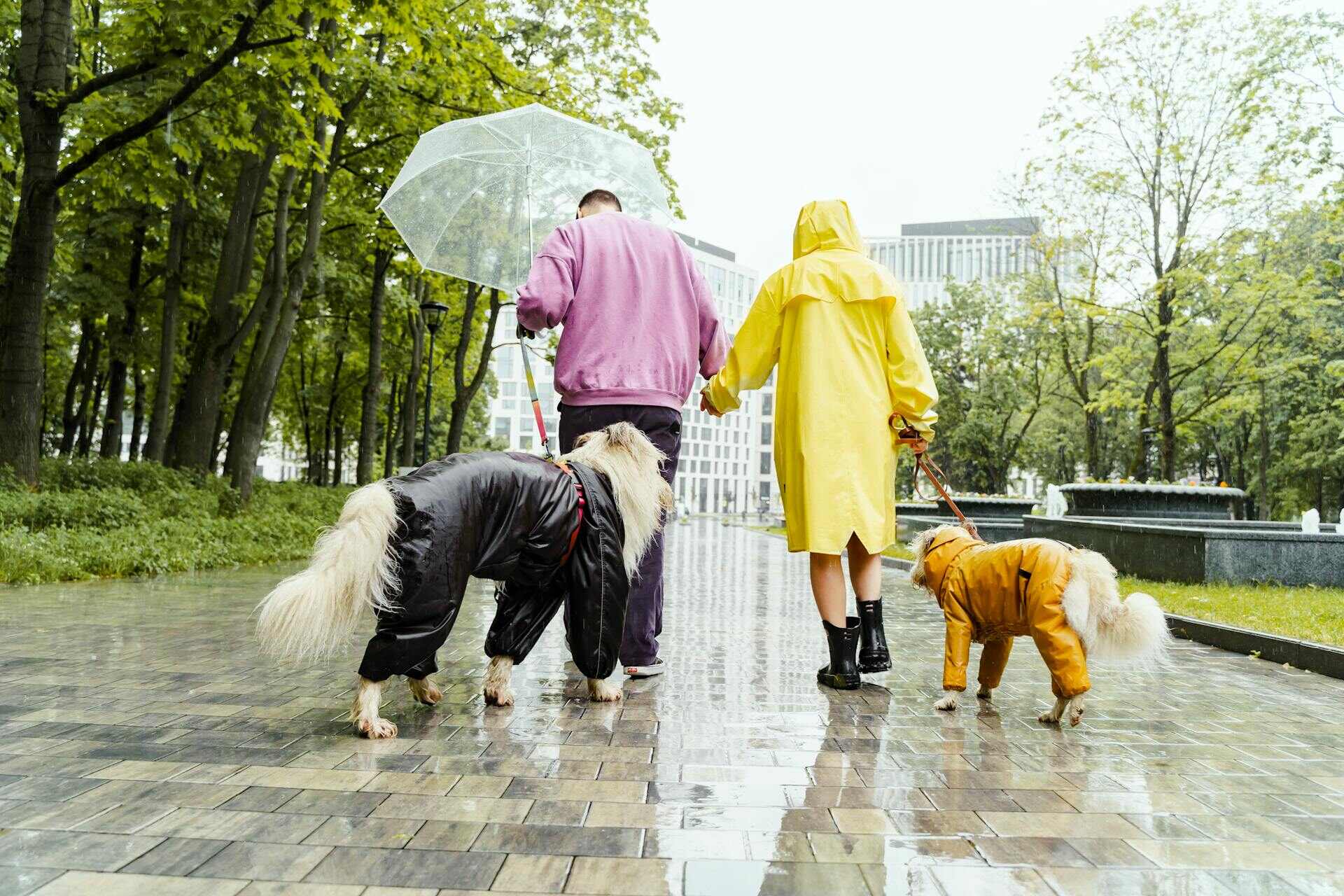 A couple wearing raincoats and carrying an umbrella walking their dogs on a rainy day