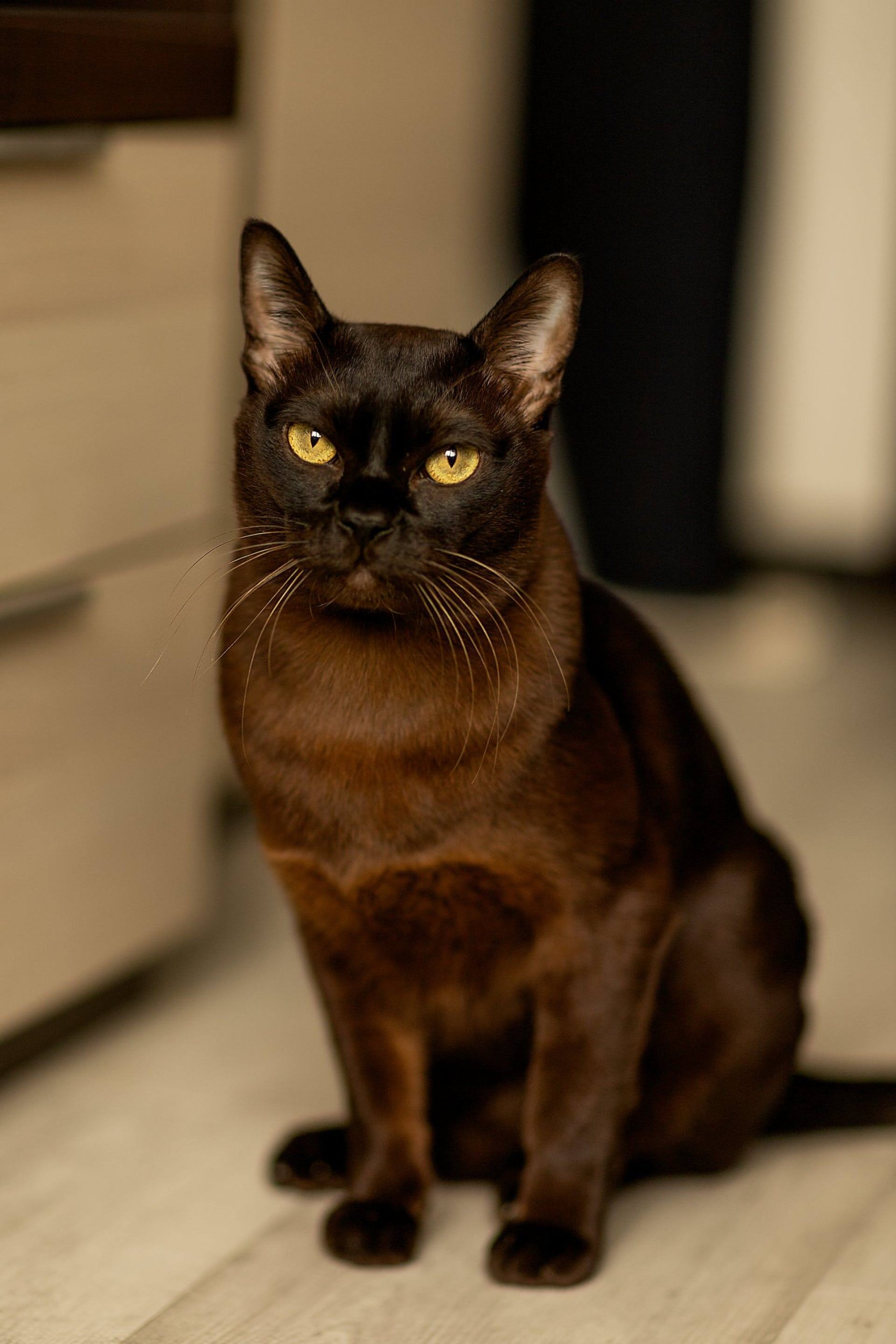 A brown Burmese Cat sitting on a wooden floor