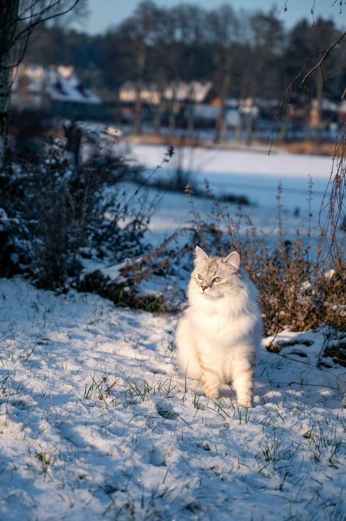 A white Siberian cat in the snow