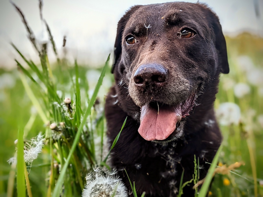 Brauner Labrador in einem Feld, mit Pollen im Gesicht