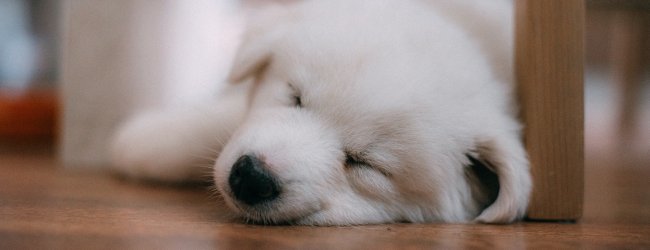 Kleiner weißer Hund schläft auf dem Boden