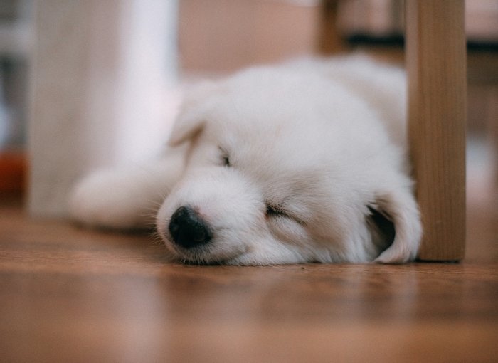 Kleiner weißer Hund schläft auf dem Boden