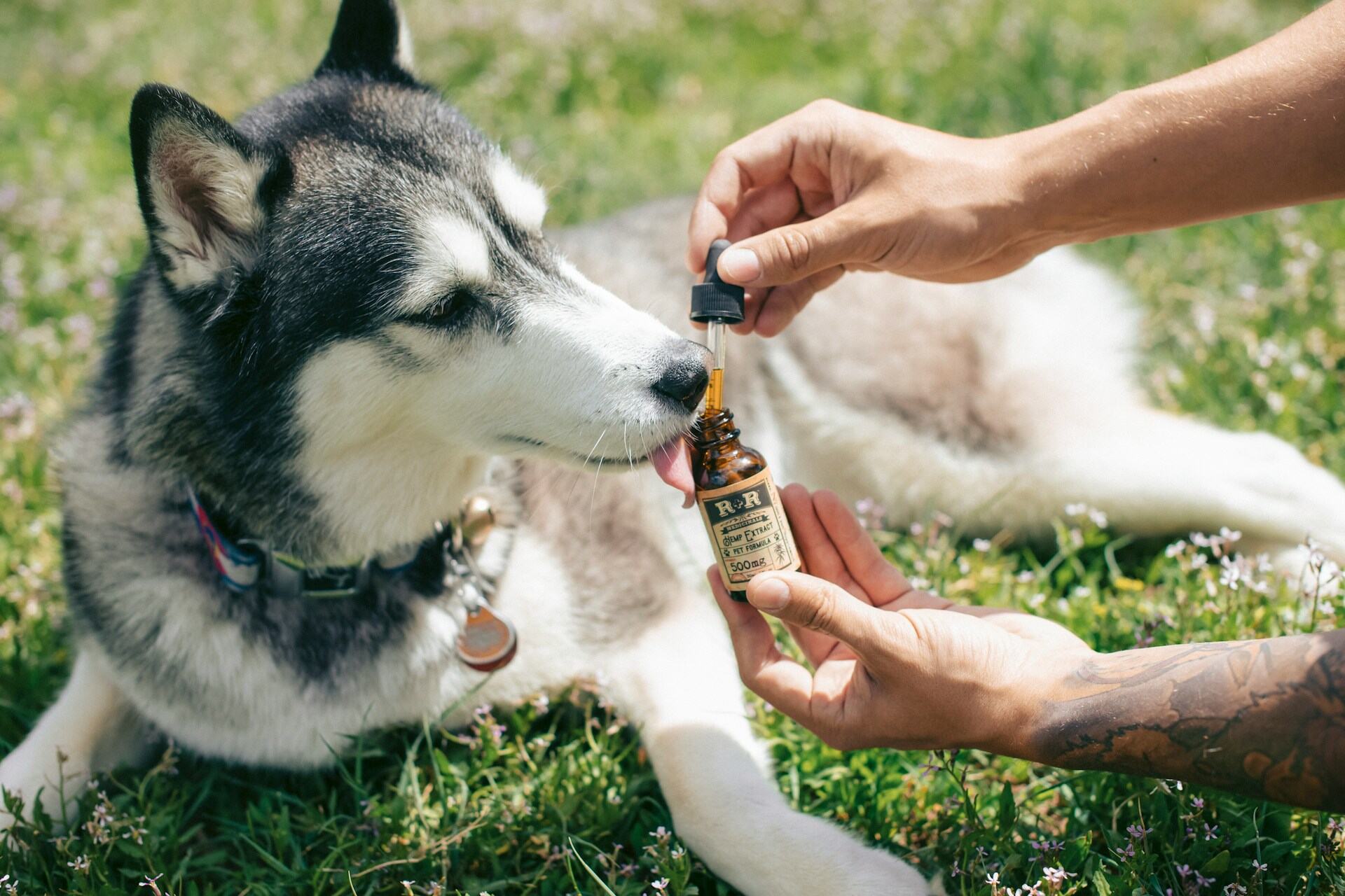 A dog licking a bit of hemp oil from a capsule