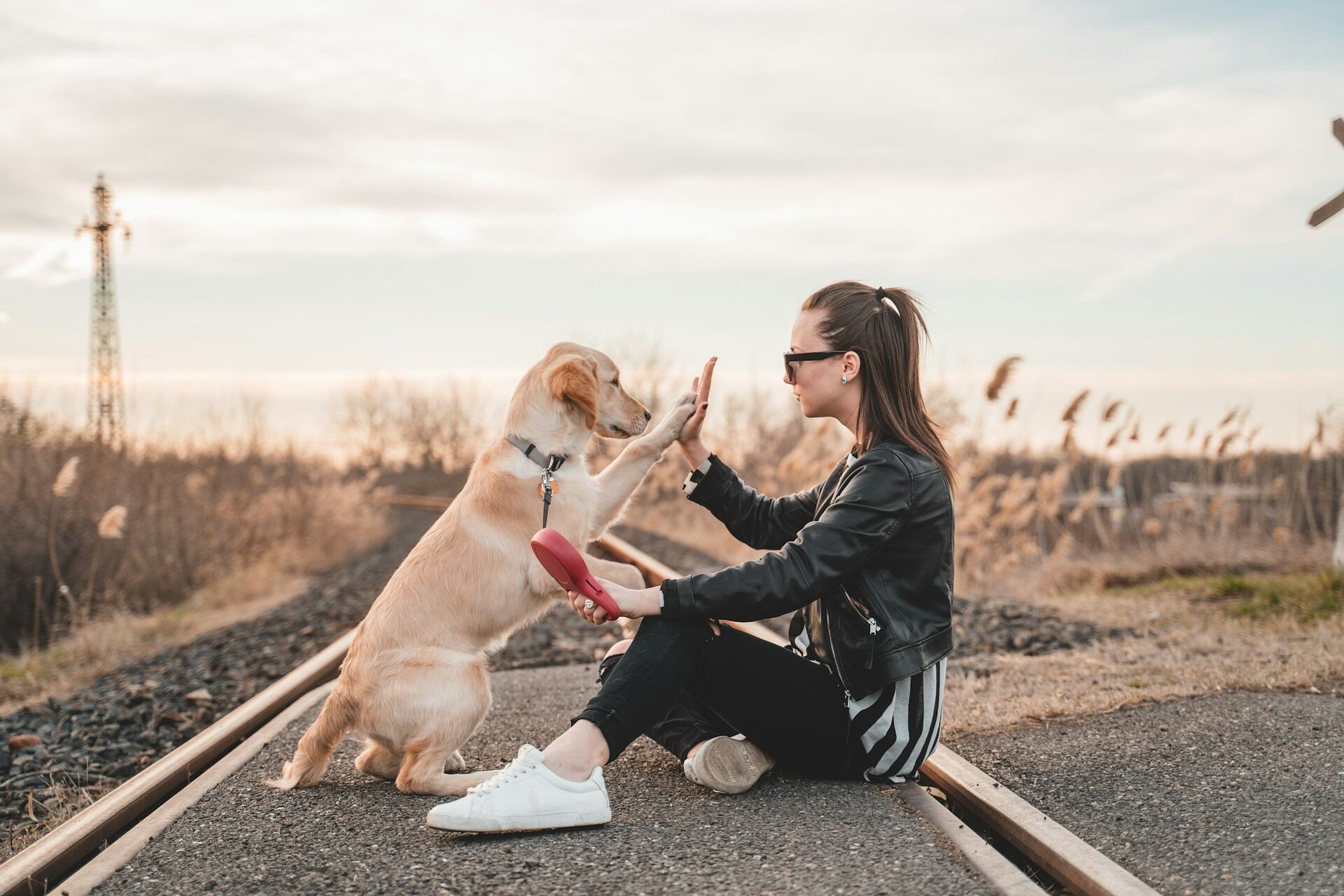 Een vrouw leert een puppy buiten om haar een high five te geven