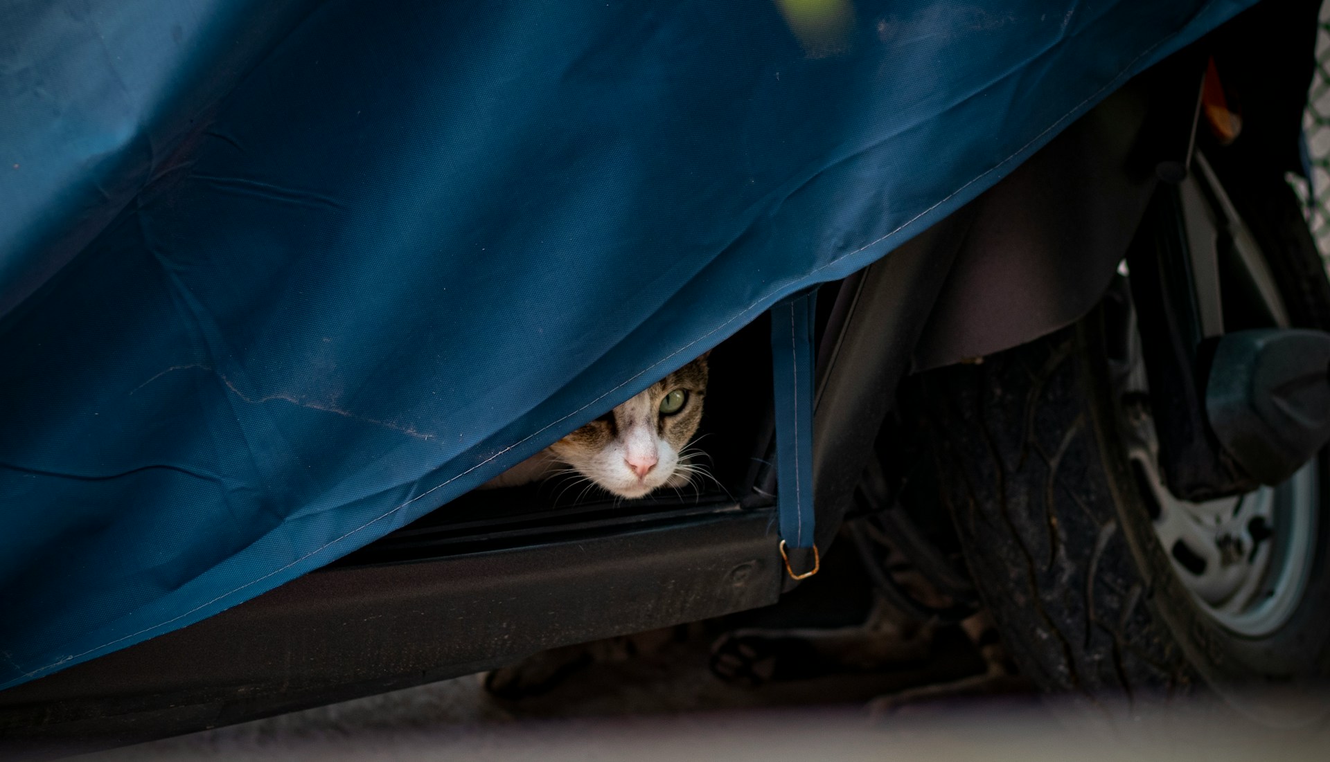 A cat hiding inside a car covered in a blue cloth