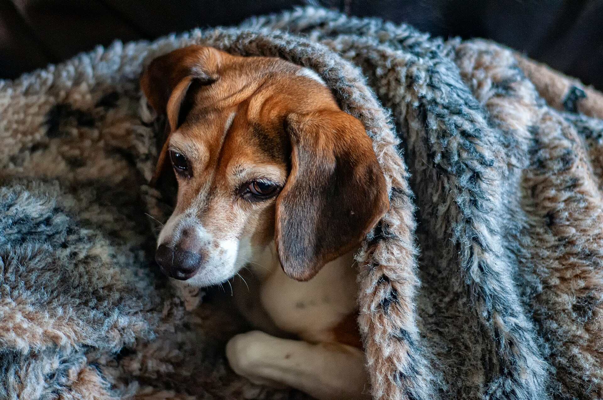 A cold dog huddling beneath a warm blanket