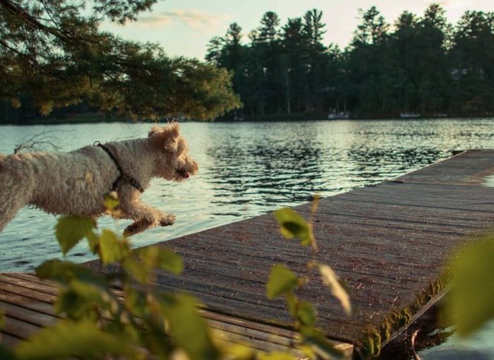 Een hond rent op een steiger met uitzicht op een meer