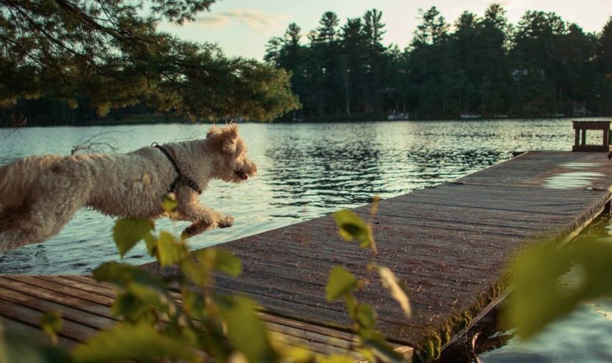 Een hond rent op een steiger met uitzicht op een meer
