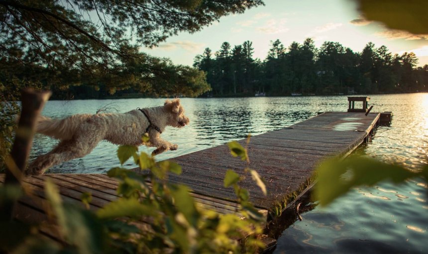 En hund som løper til en brygge med utsikt over en innsjø