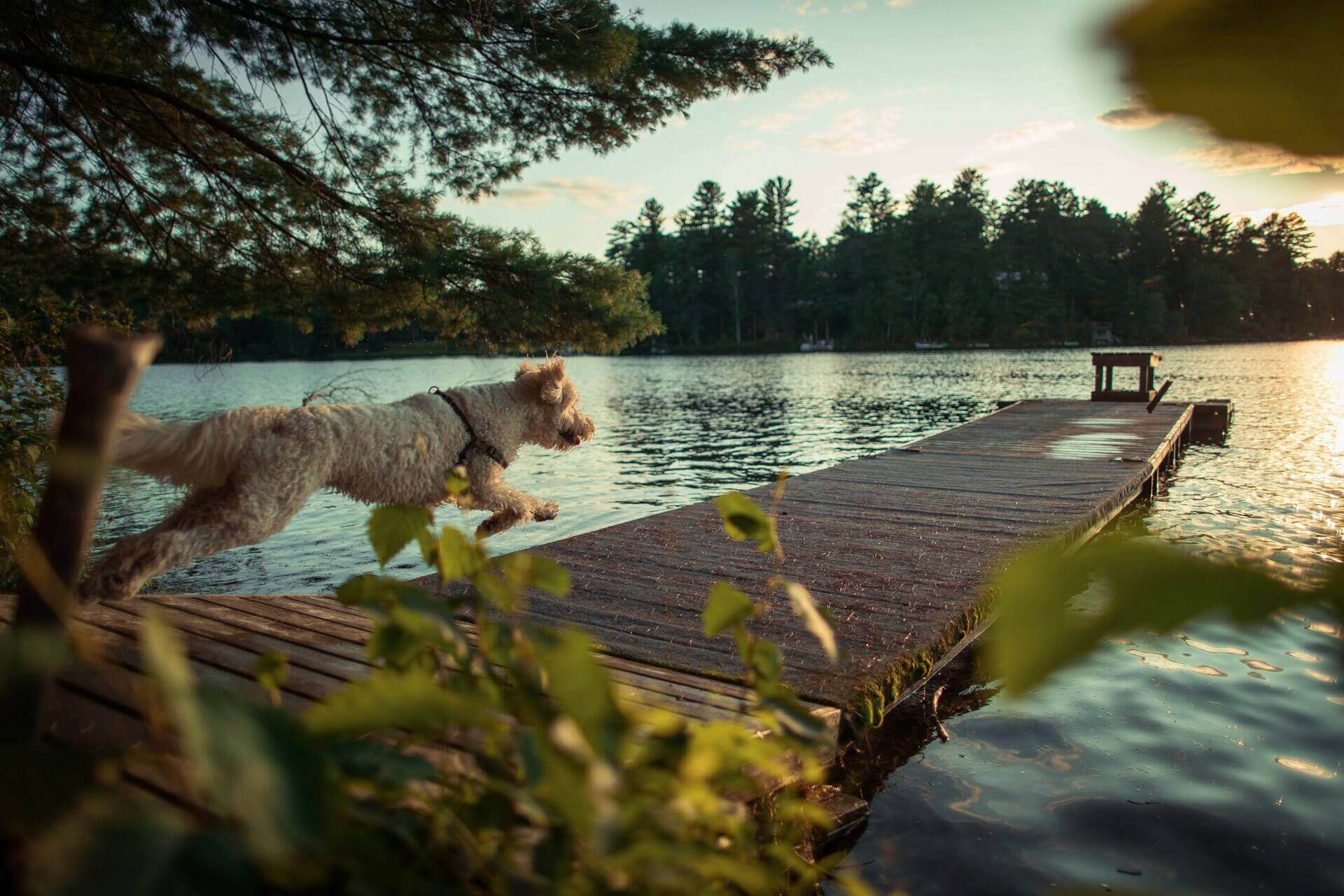 En hund som løper til en brygge med utsikt over en innsjø