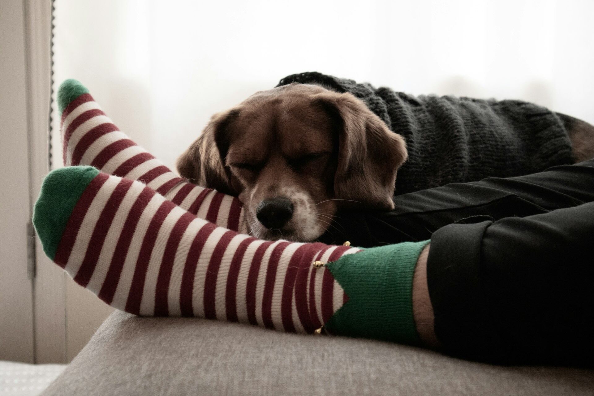 A puppy sleeping next to a person wearing striped socks