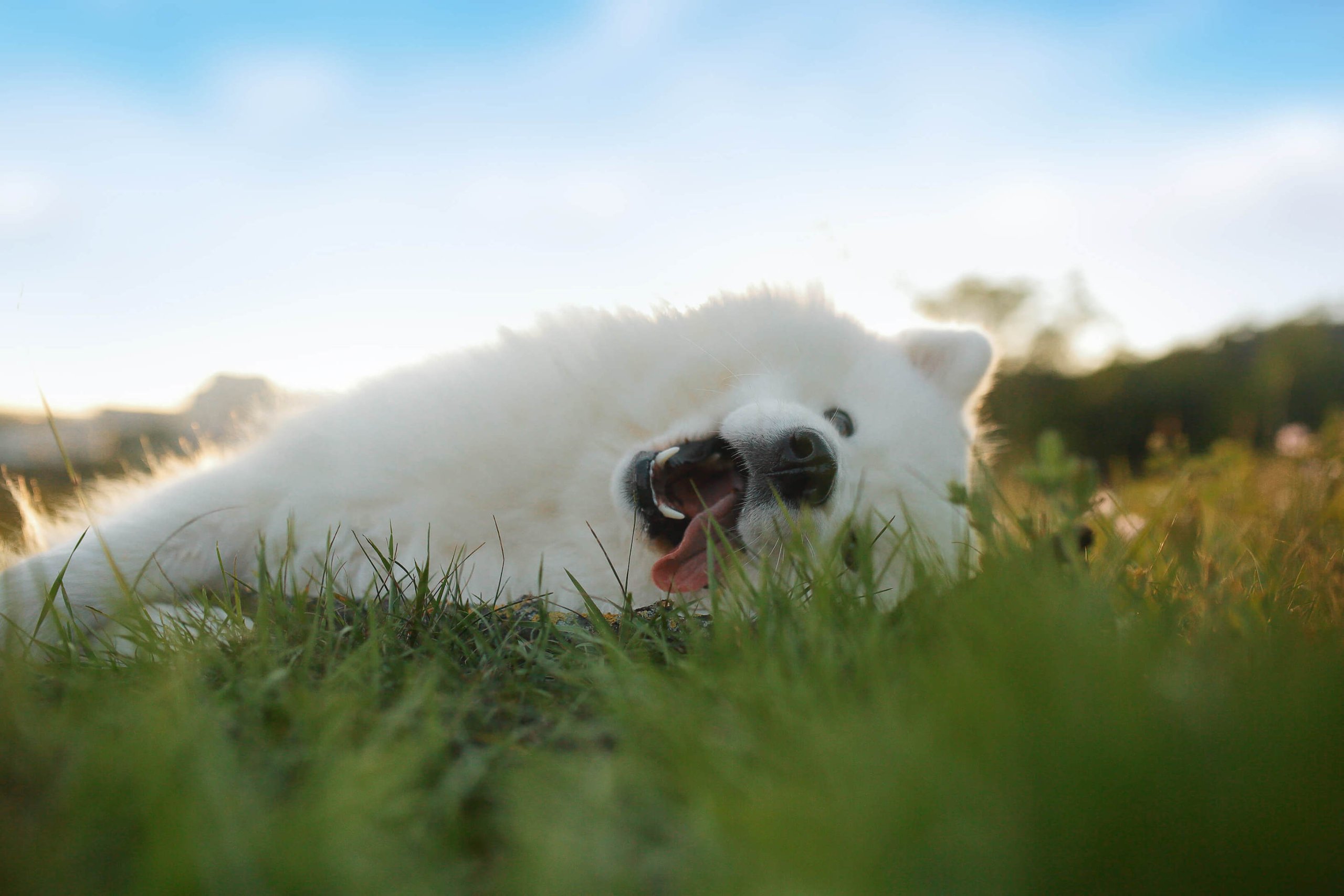 Weißer Samoyed liegt im Gras