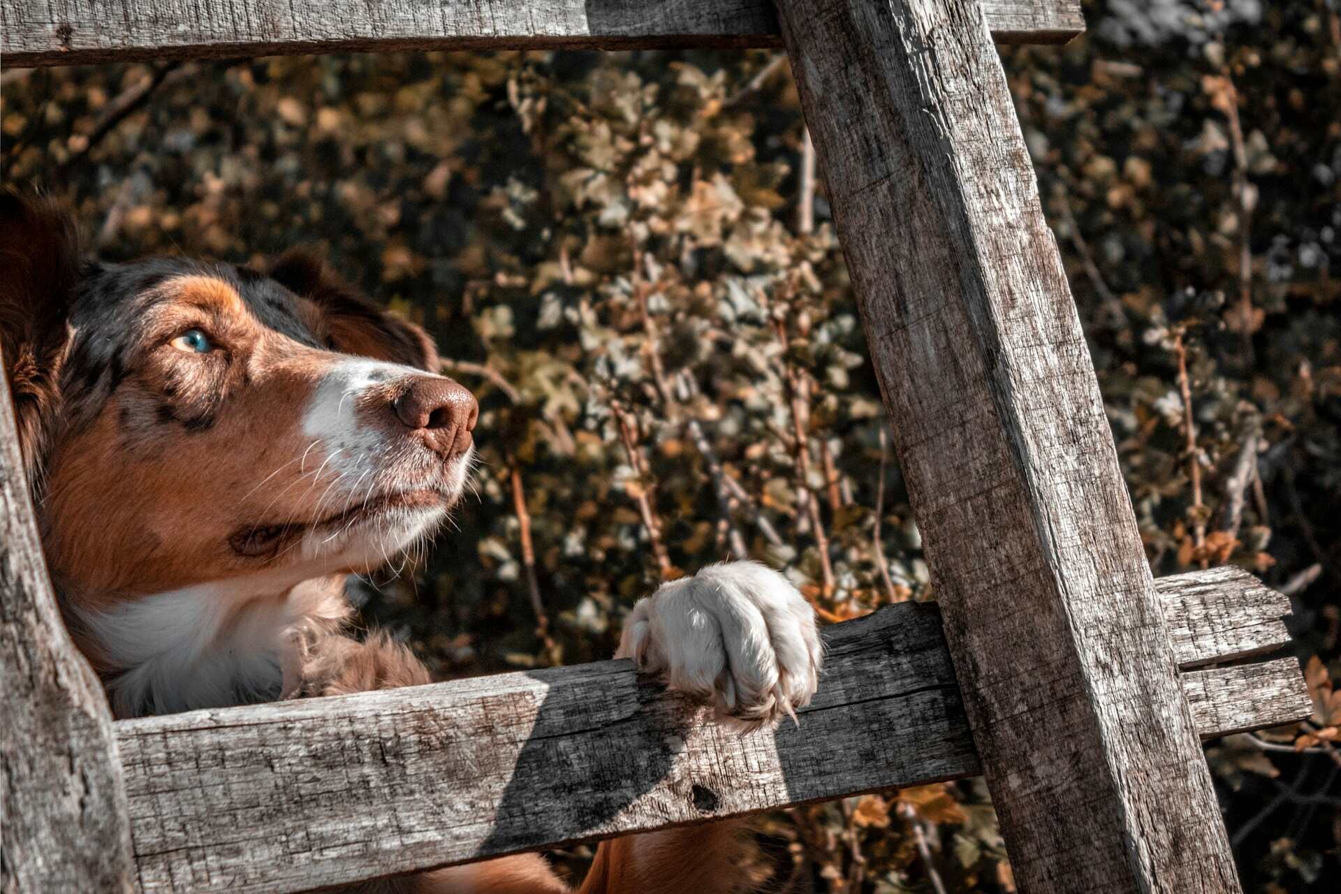 A dog peeking through a wooden fence