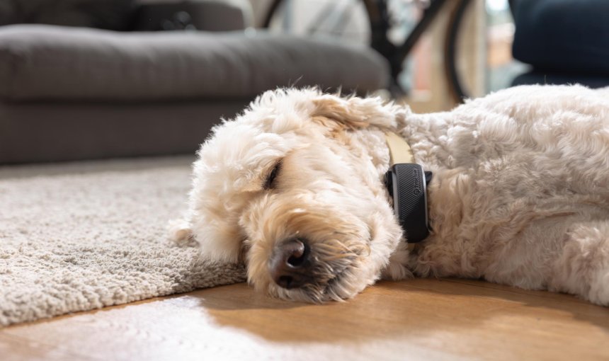 Slapende hond met een tracker