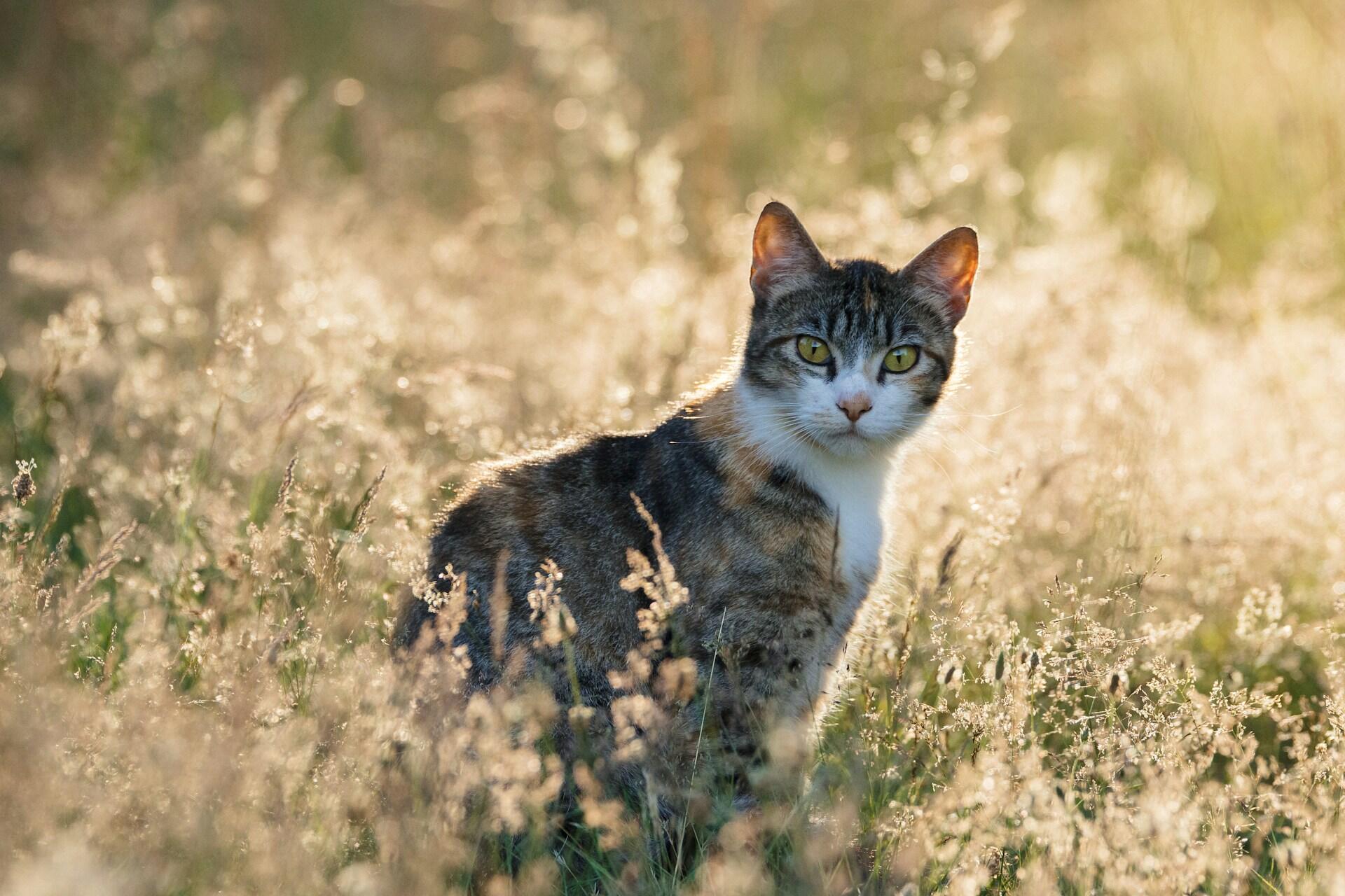 A cat sitting in a grassy field