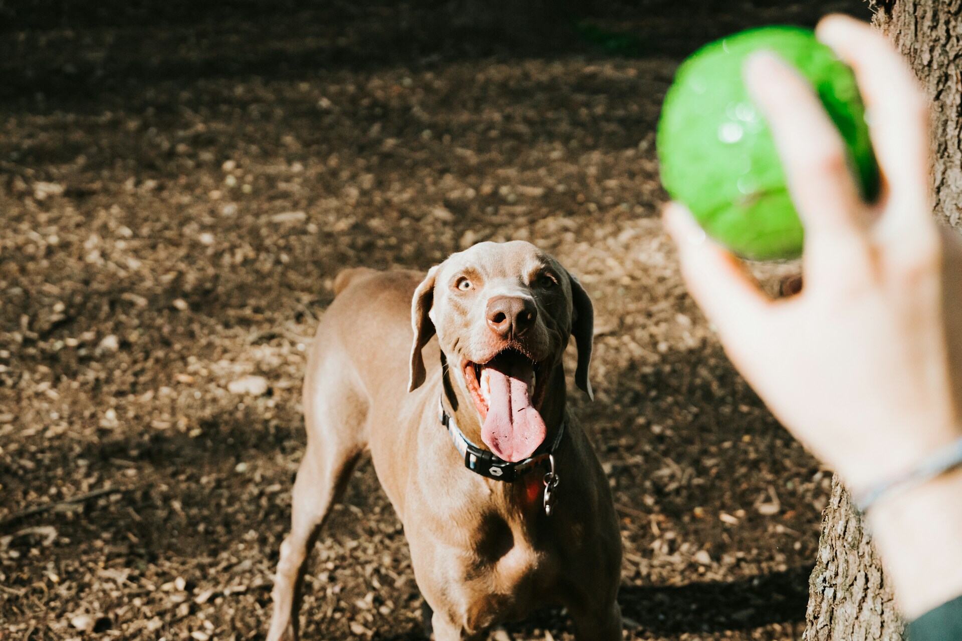 A dog reaching out for a green ball in a park