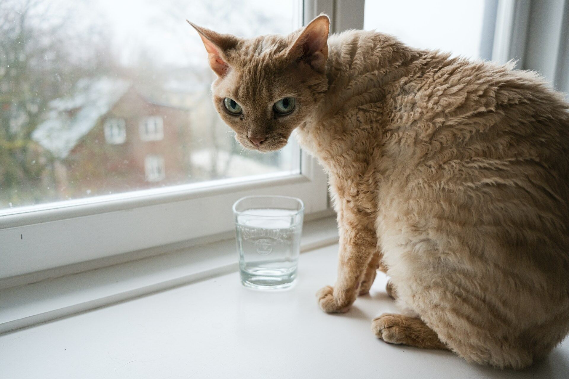 A Devon Rex cat sitting by a window and a glass of water