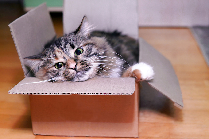 Katze liegt in einem Karton