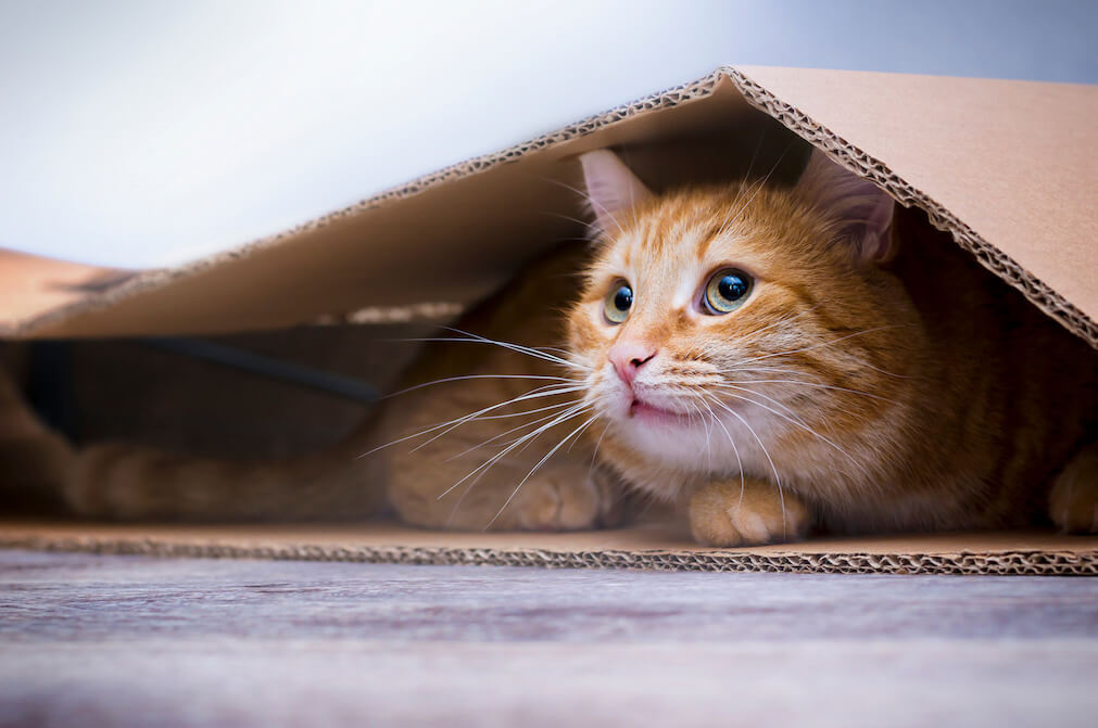 Katze versteckt sich unter einem Stück Karton