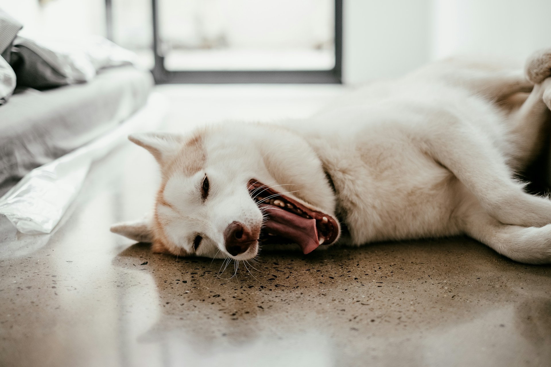 A tired dog yawning while lying on the floor
