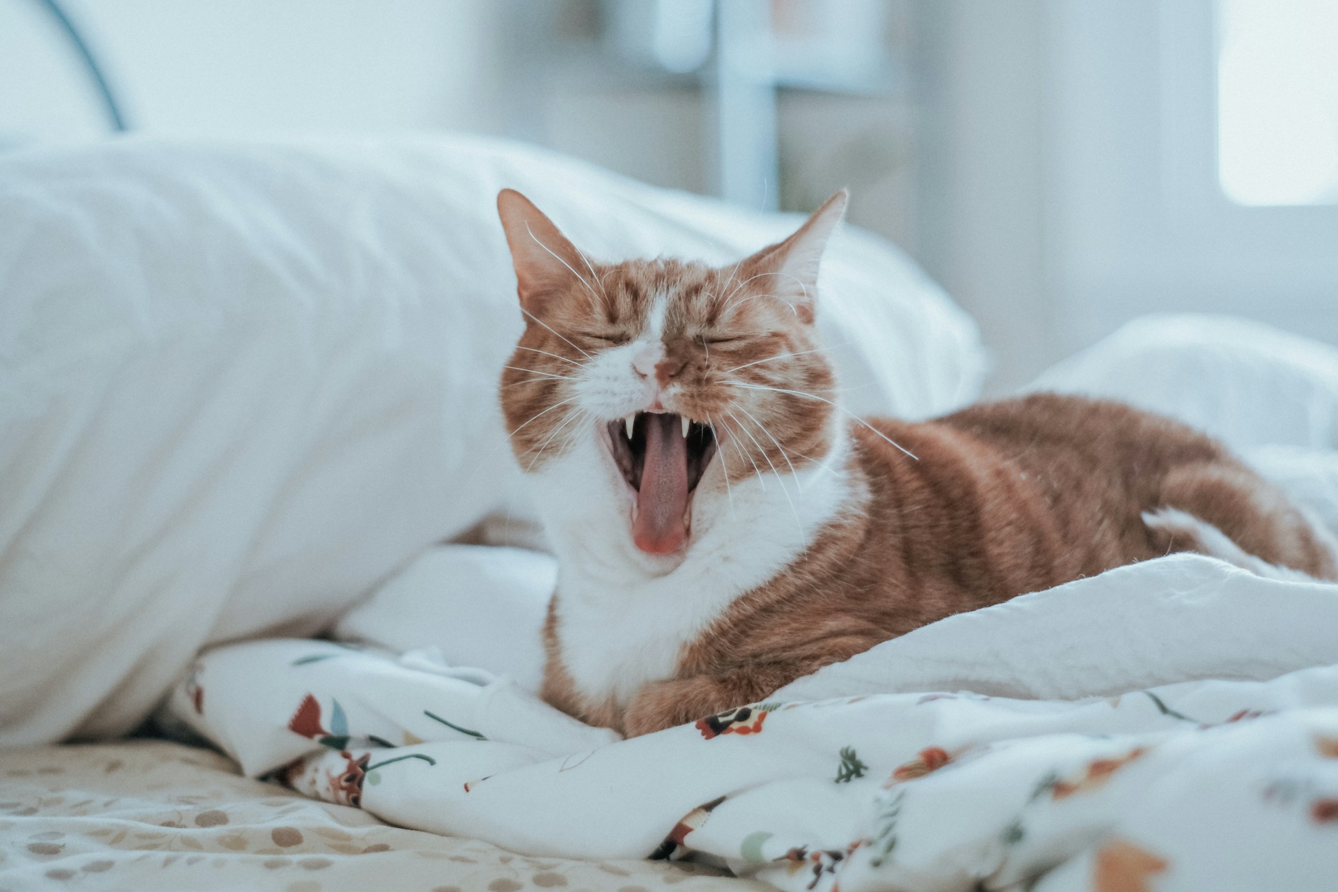 A cat yawning while sitting on a bed